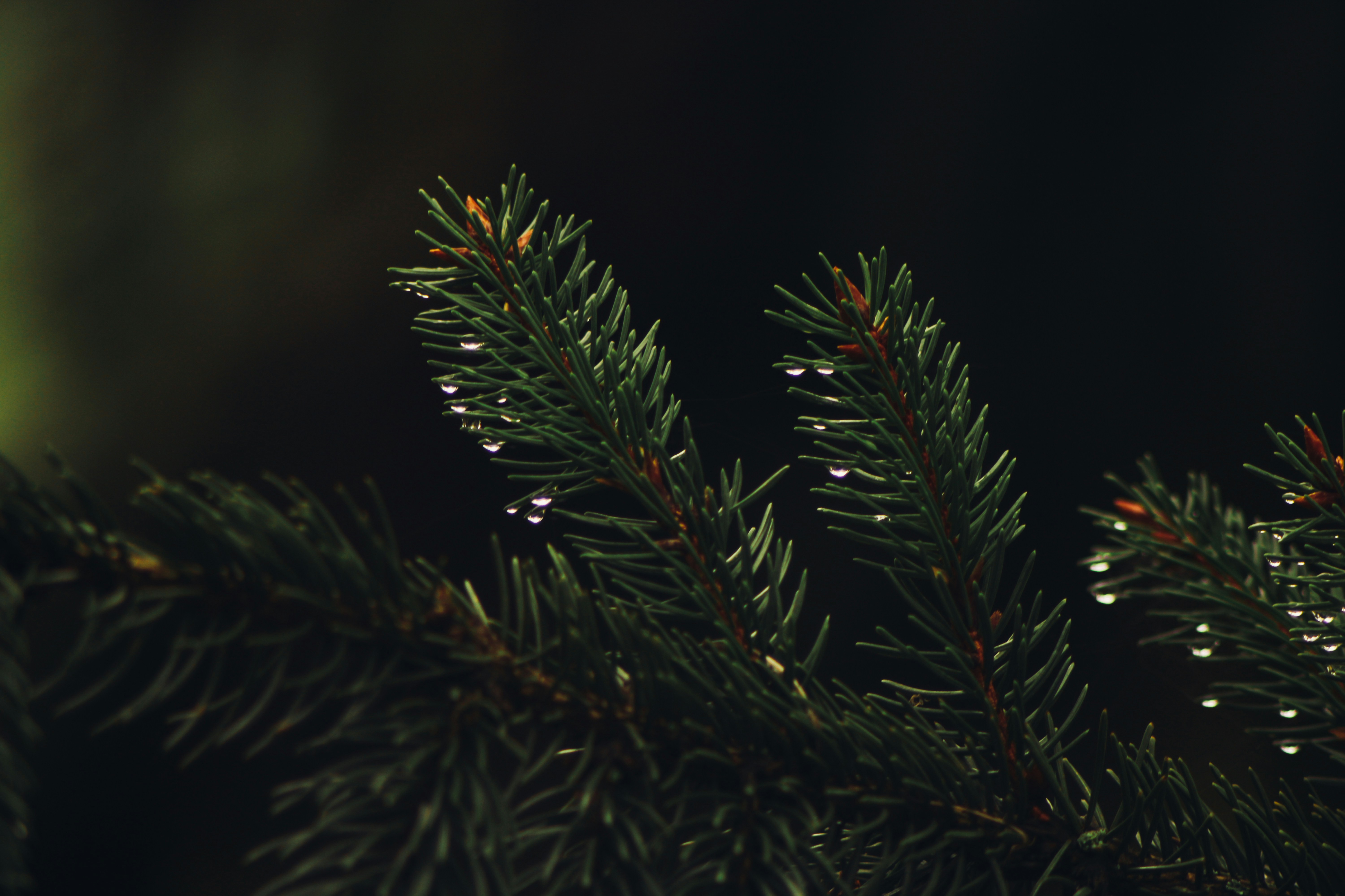 Photo by mineral_of_demon