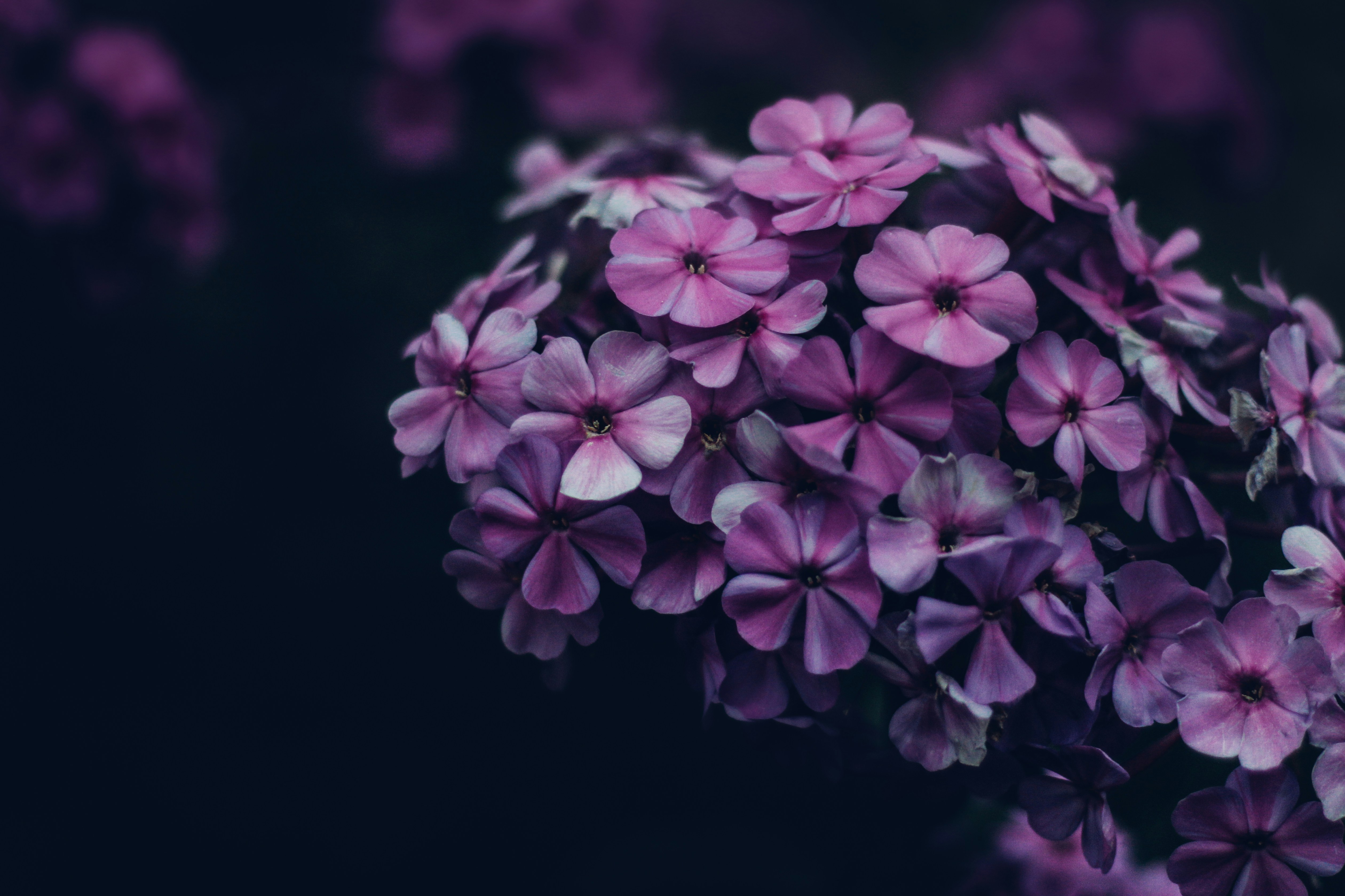Purple flowers bloom vibrantly against a dark background. photo – Free  Flower Image on Unsplash, image size:3000x1999
