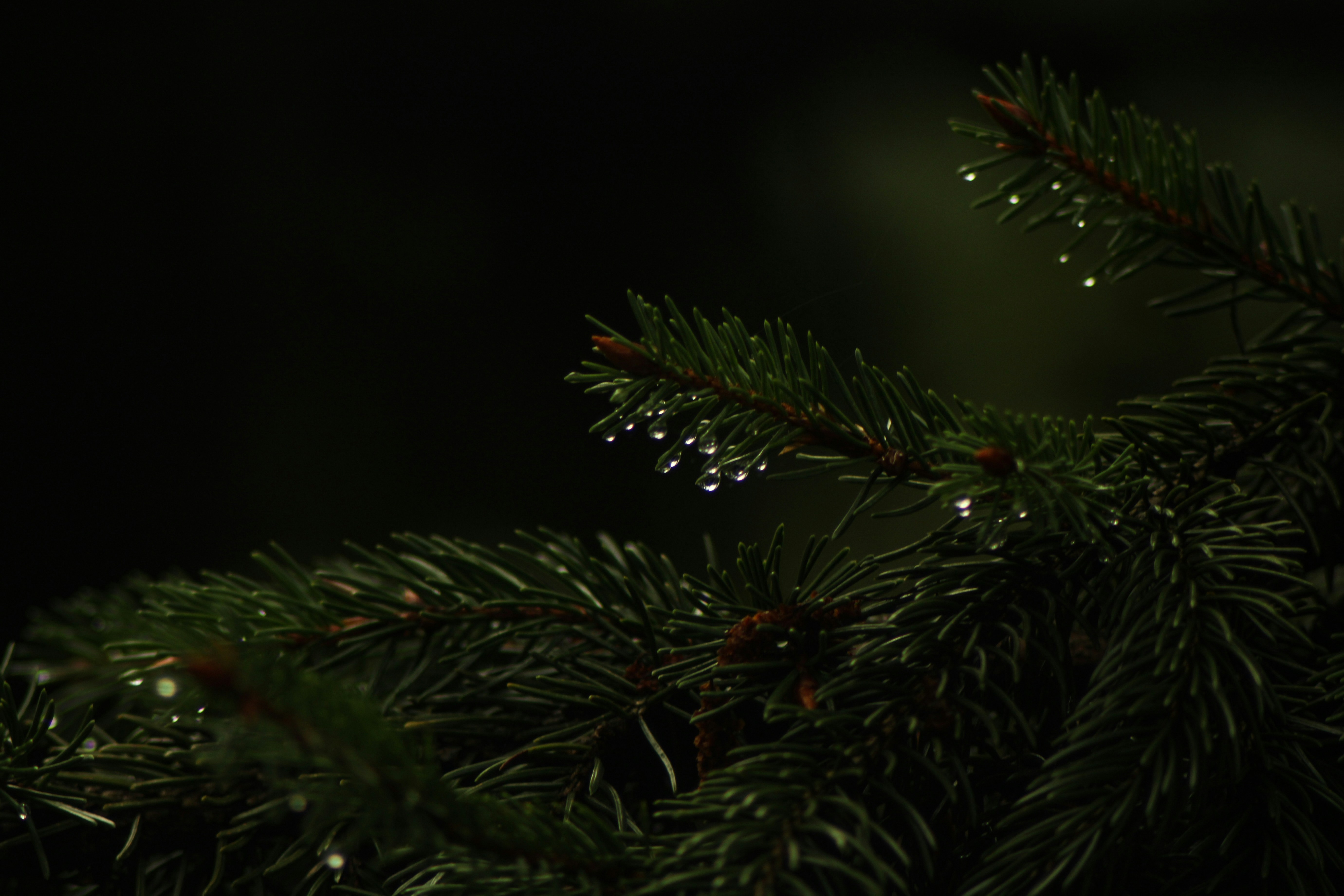 Photo by mineral_of_demon