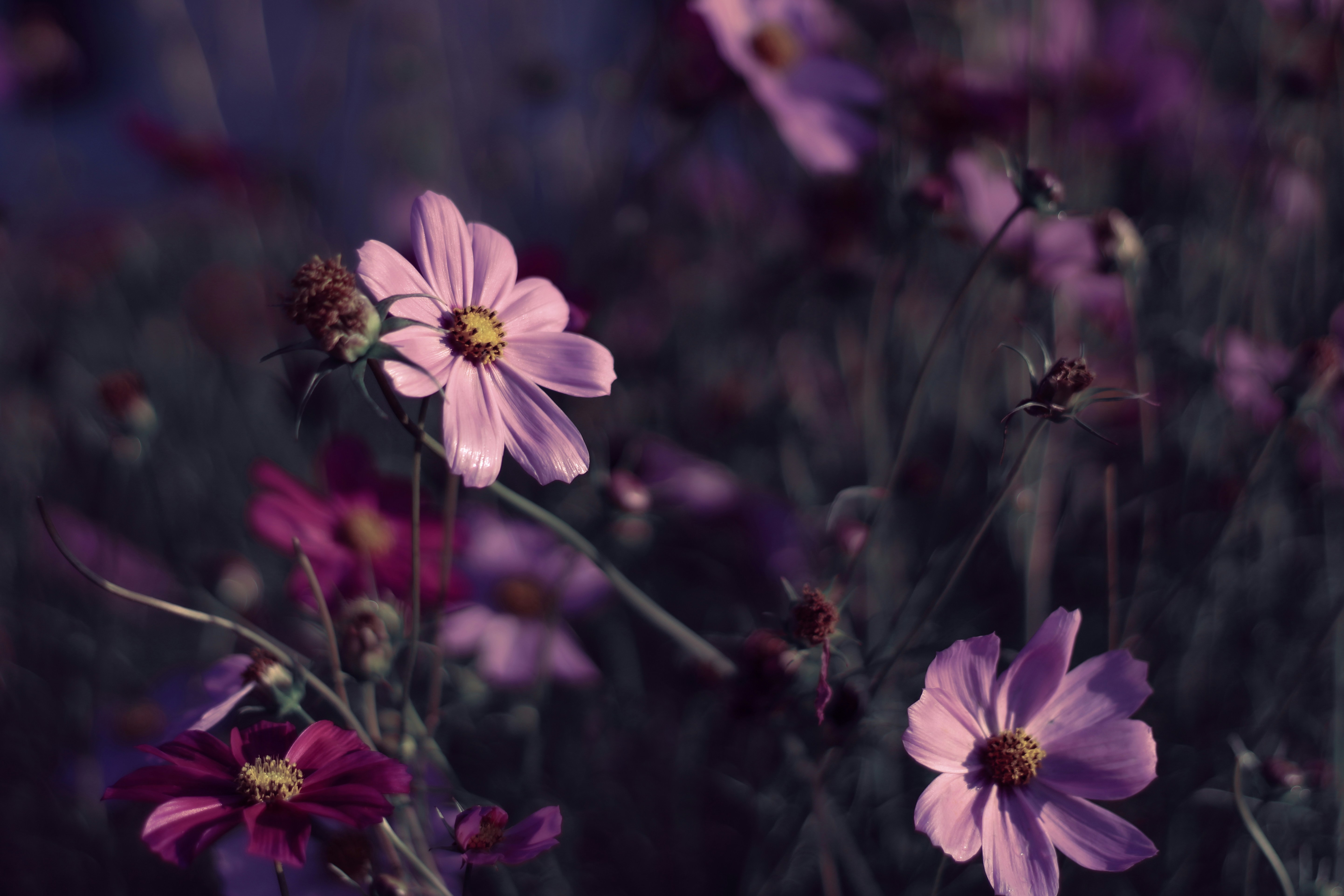 Photo by mineral_of_demon