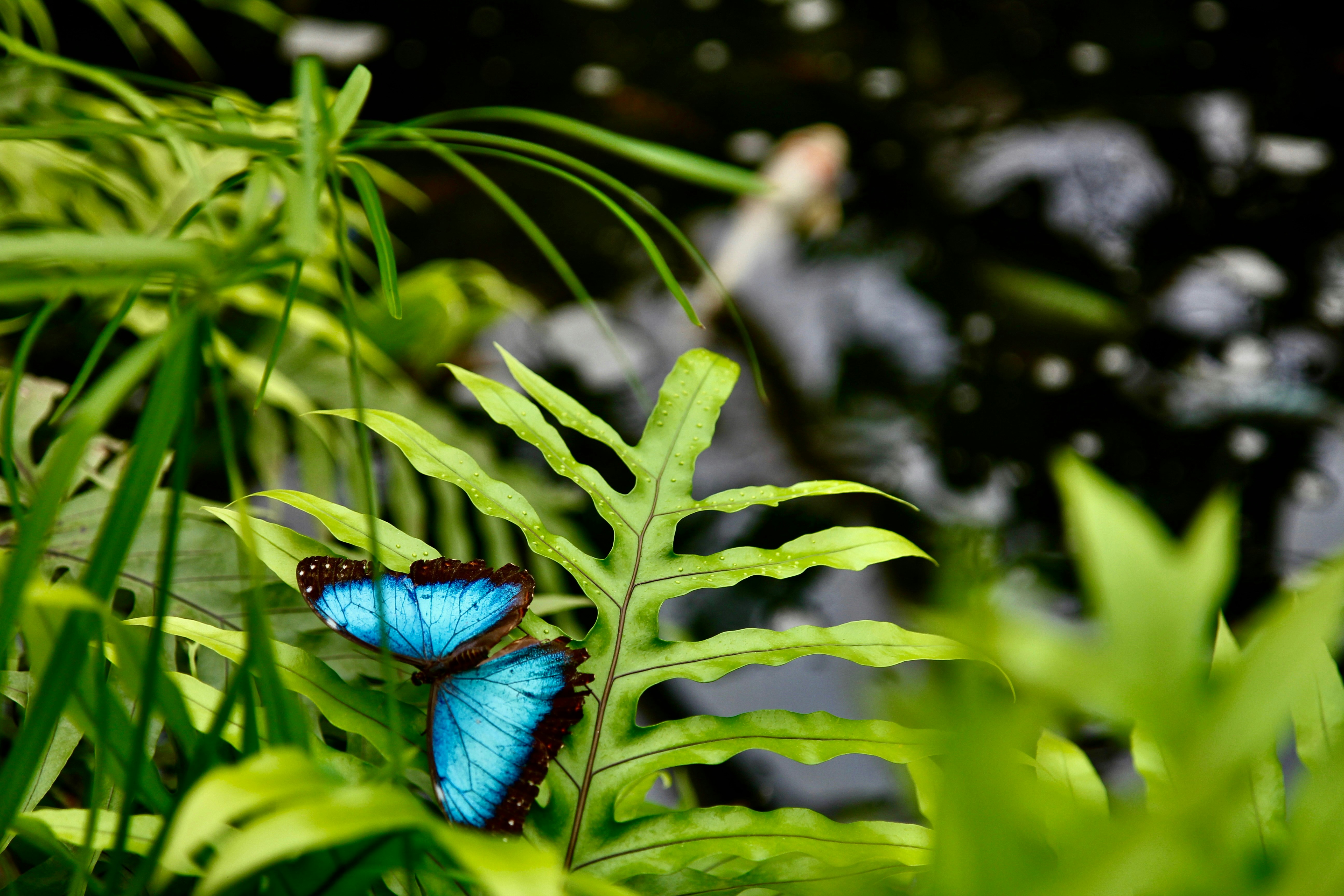 Blue butterflies rest on a green fern.