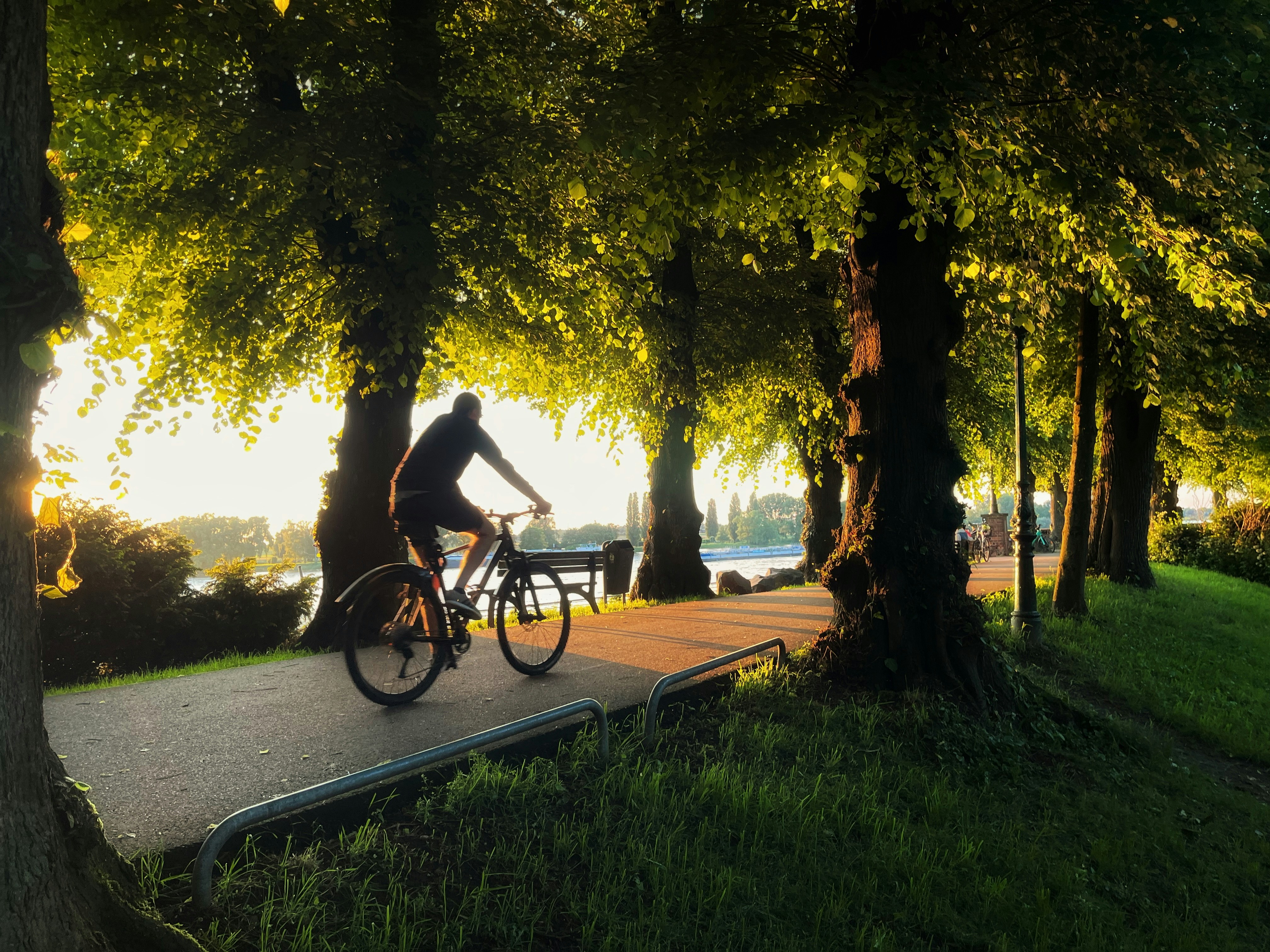 Bicyclist rides along a path under the trees.