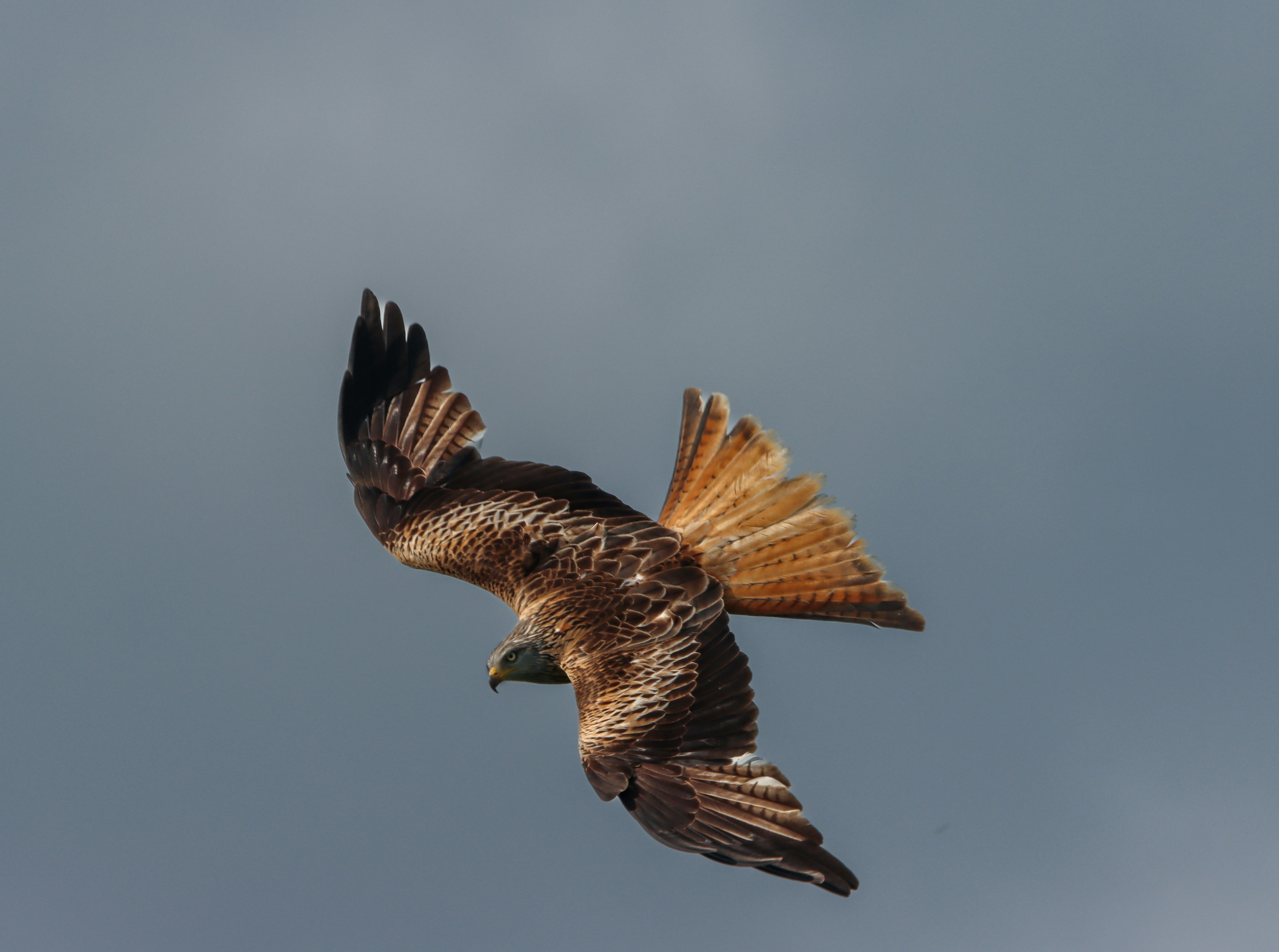 A red kite dives from the sky.