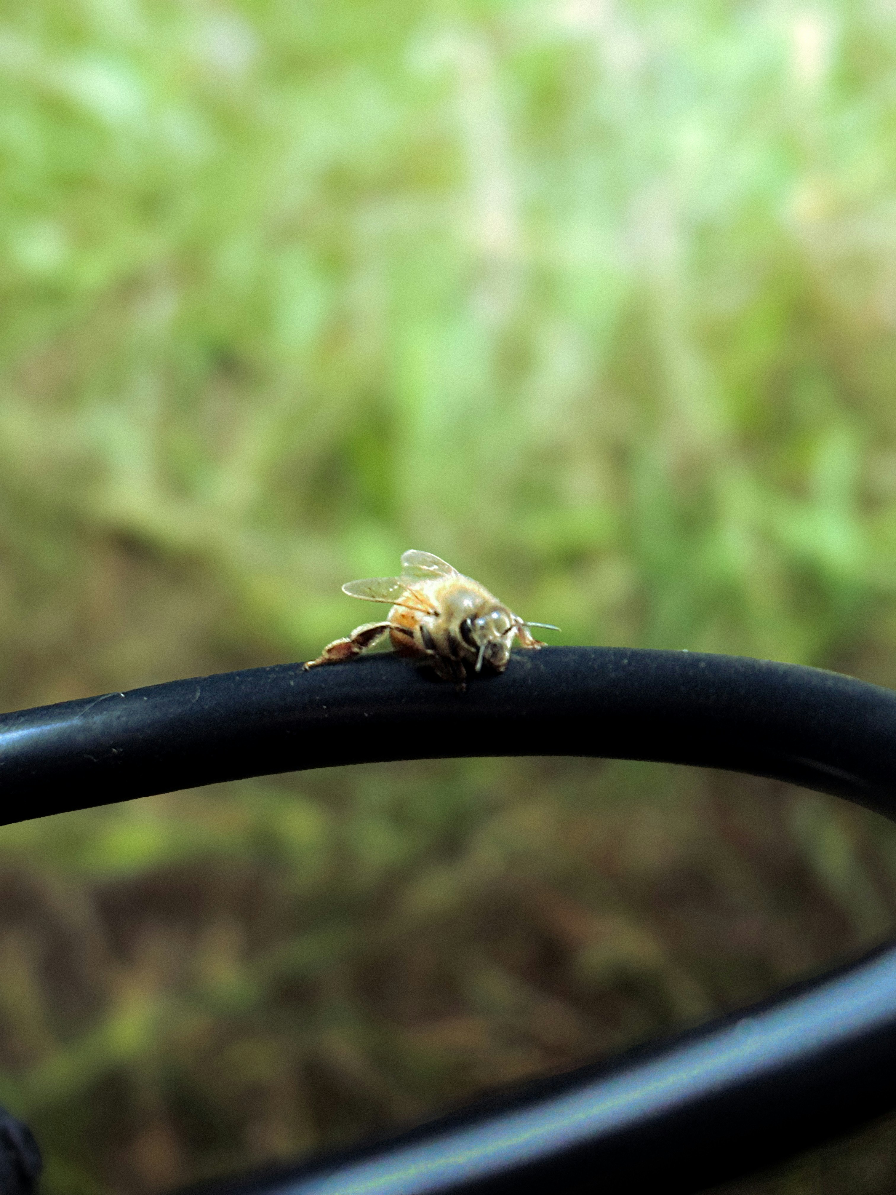 A dead bee rests on a curved handle.