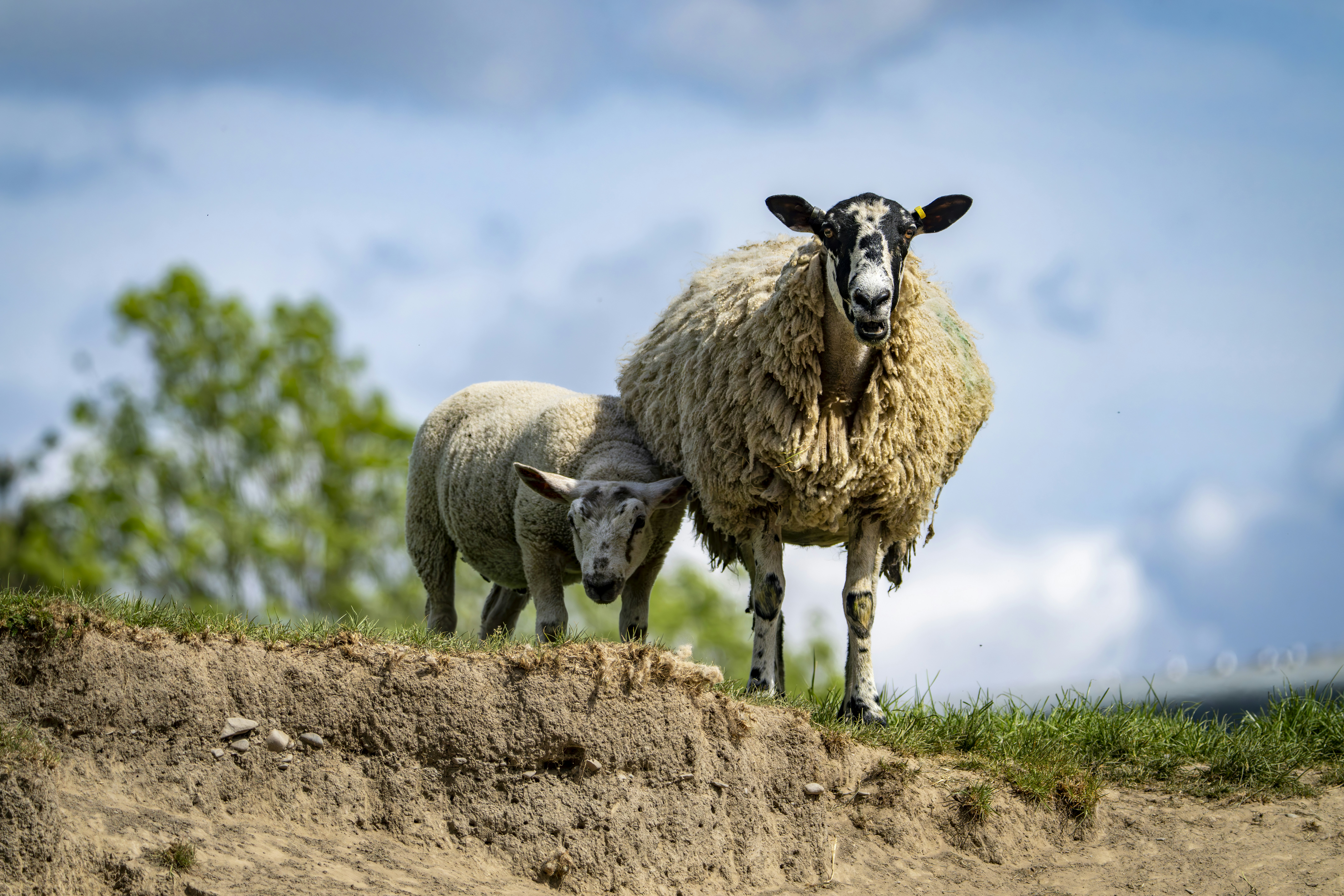 Deux moutons se tiennent sur une petite falaise. photo – Image gratuite de  Mouton sur Unsplash, image size:3000x2000