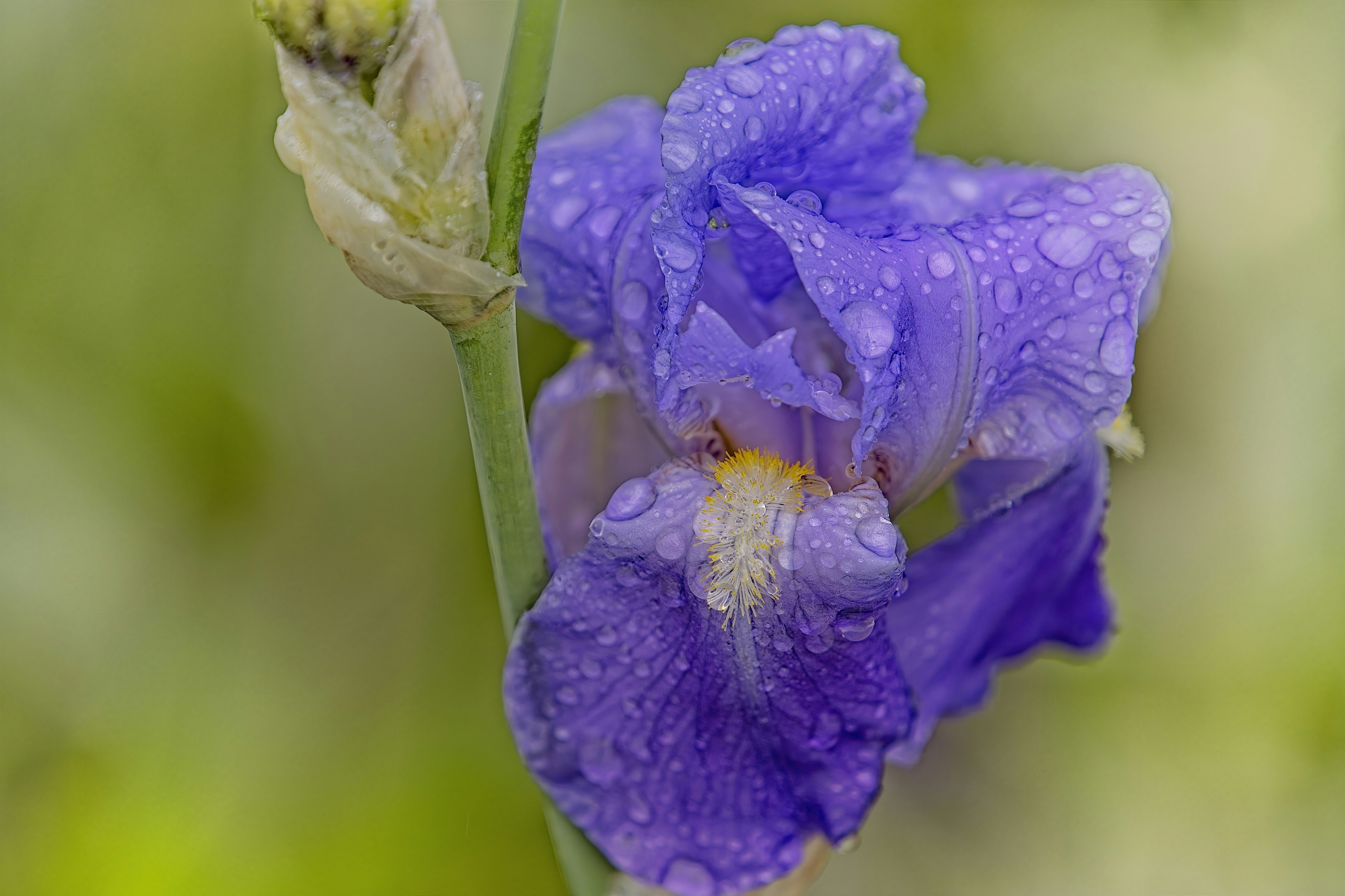 A beautiful purple iris blooming with raindrops.