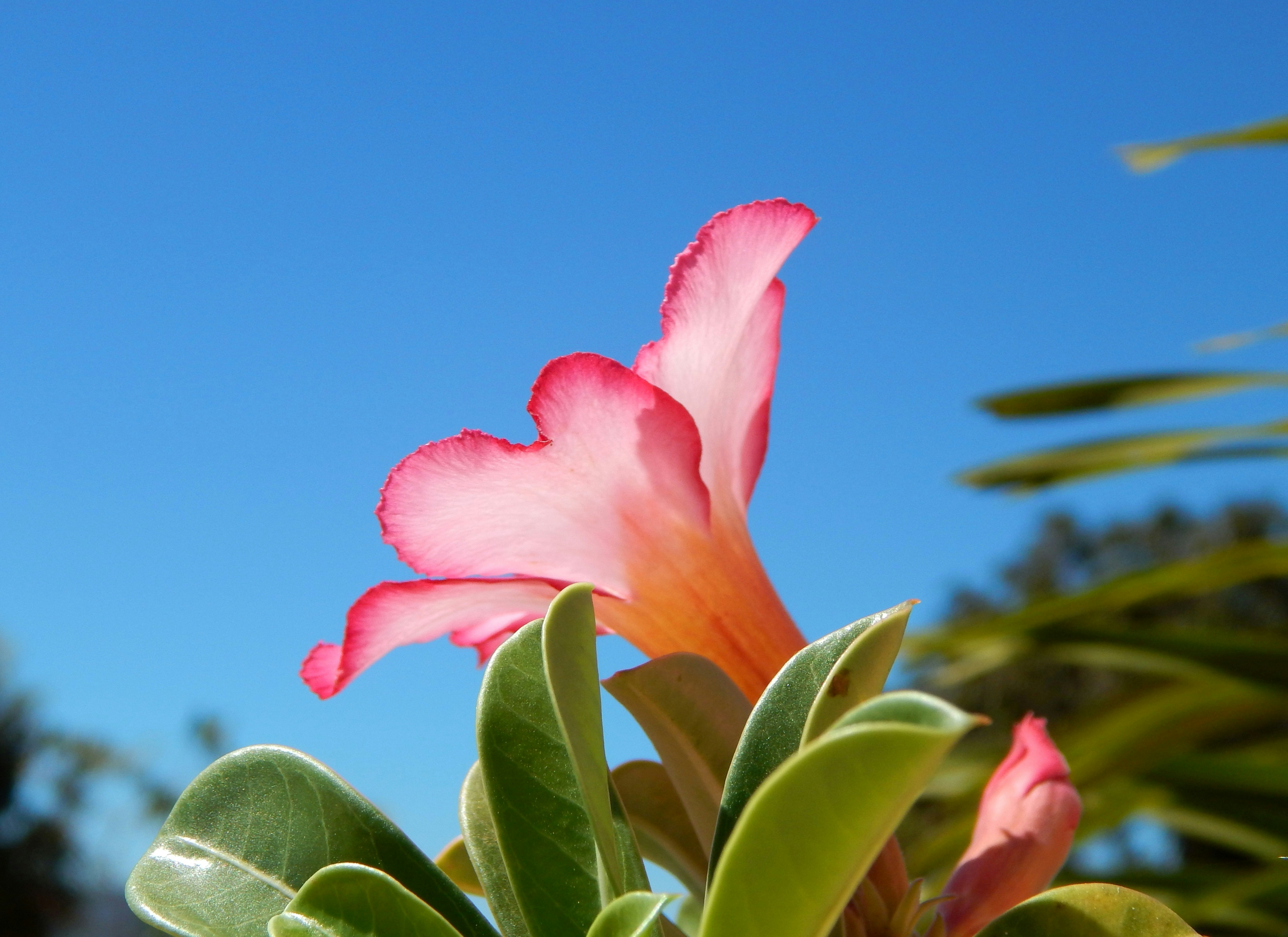 Uma bela flor desabrocha sob um céu azul claro.