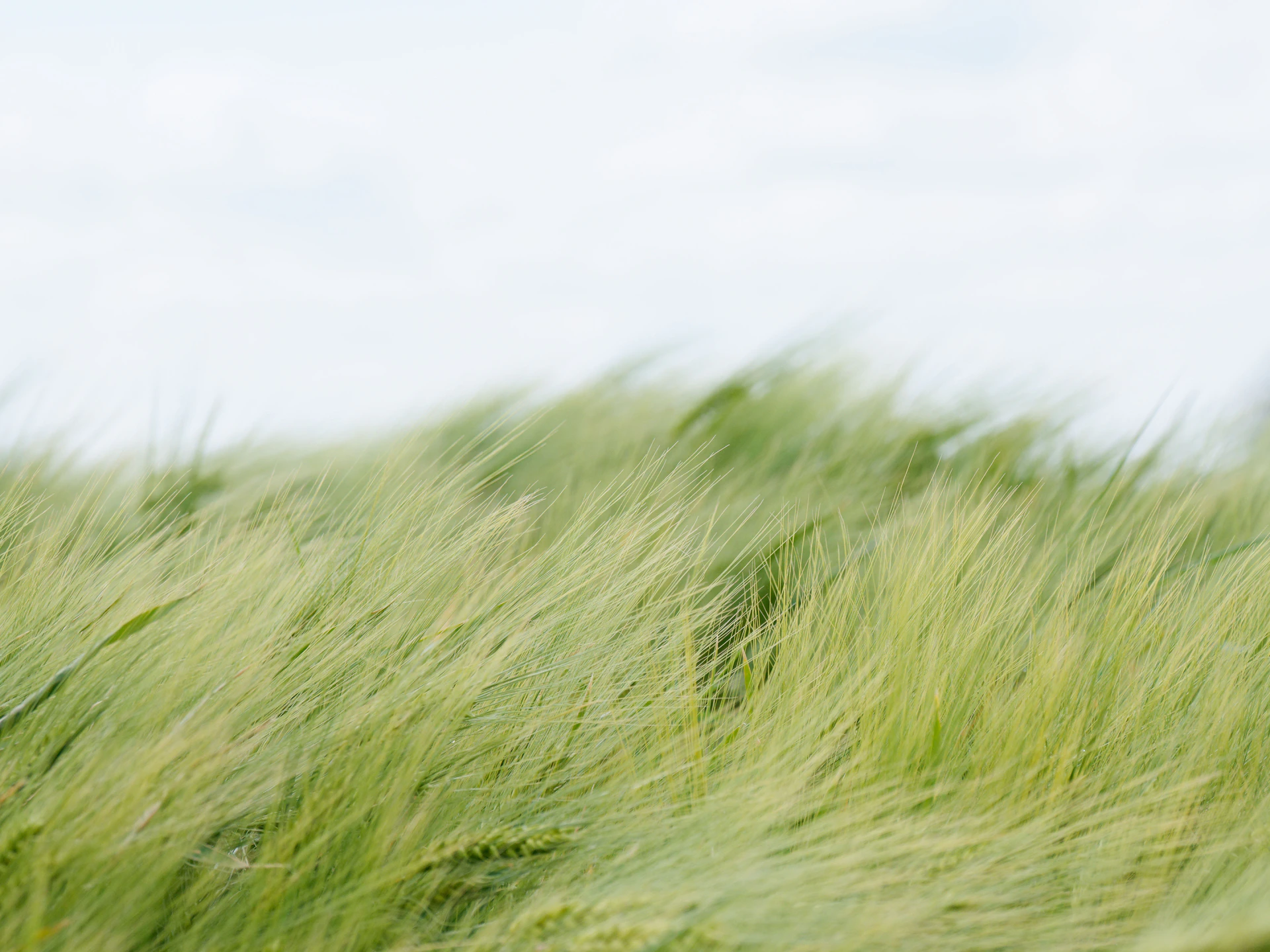 Green grass blows gently in the wind.