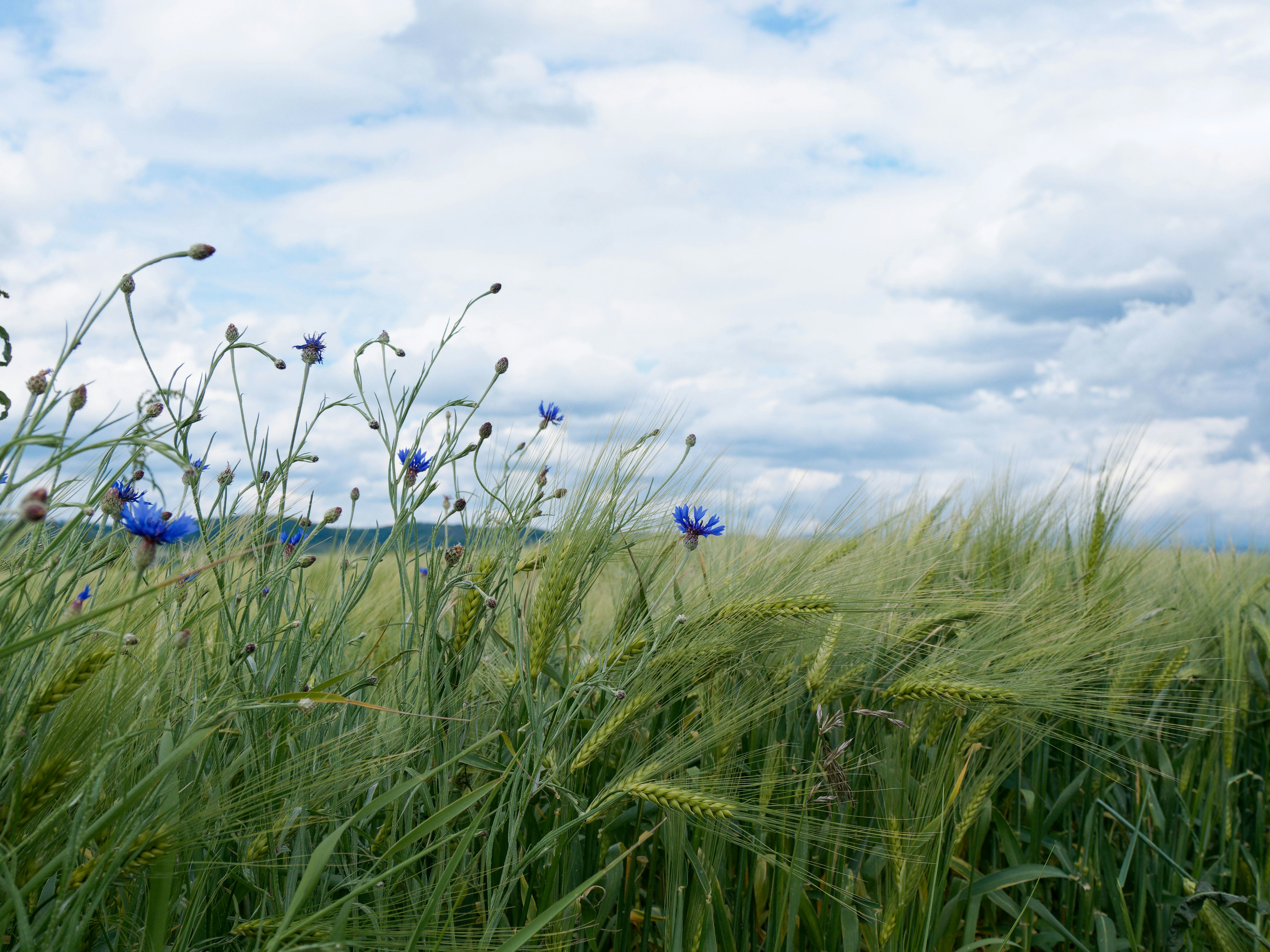 Photo by illes_cristi