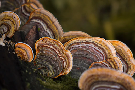 Turkey tail mushrooms are growing on a log.