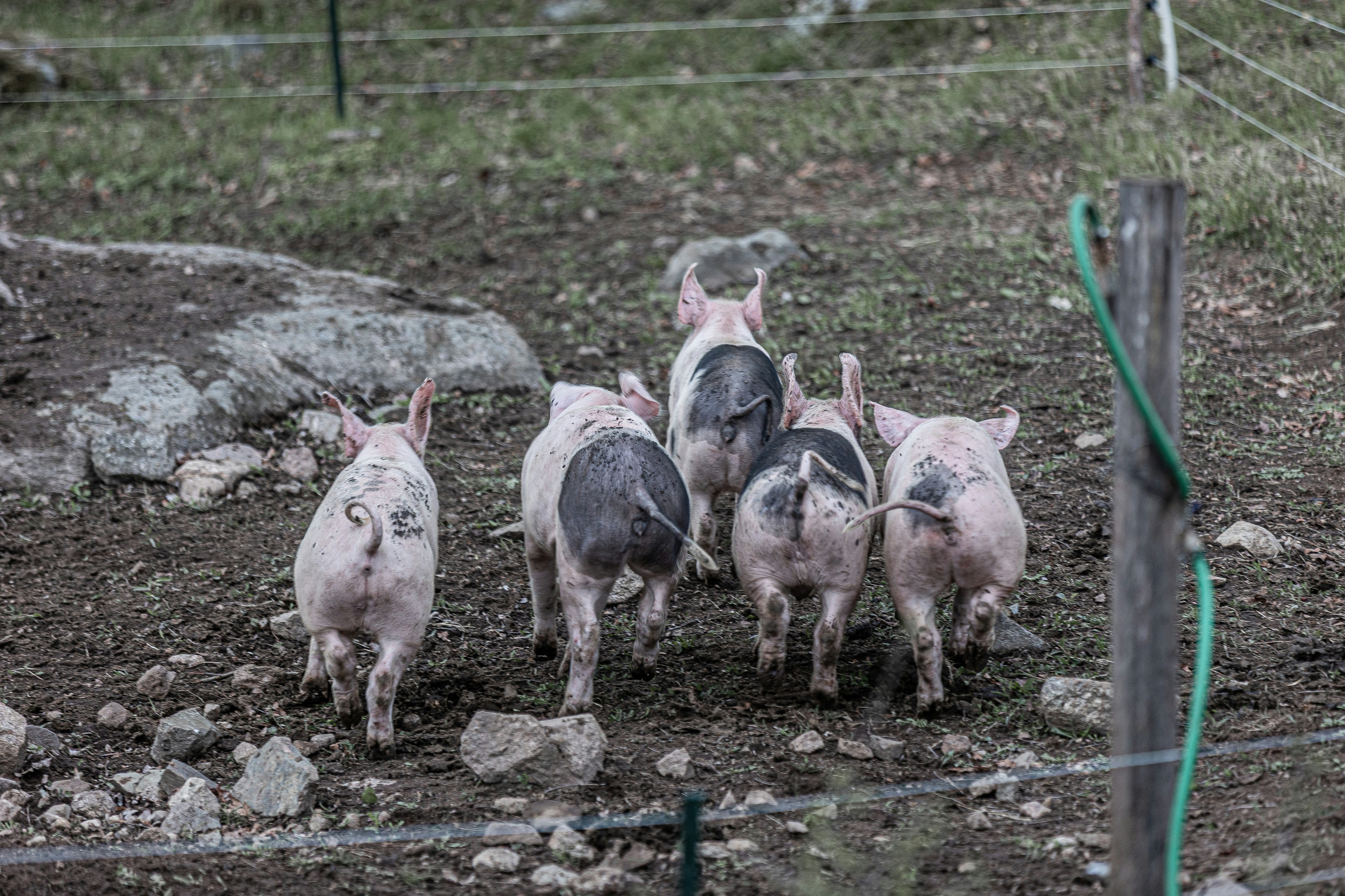 Food on the run? A small group of piglets run away from a hungry photographer ...