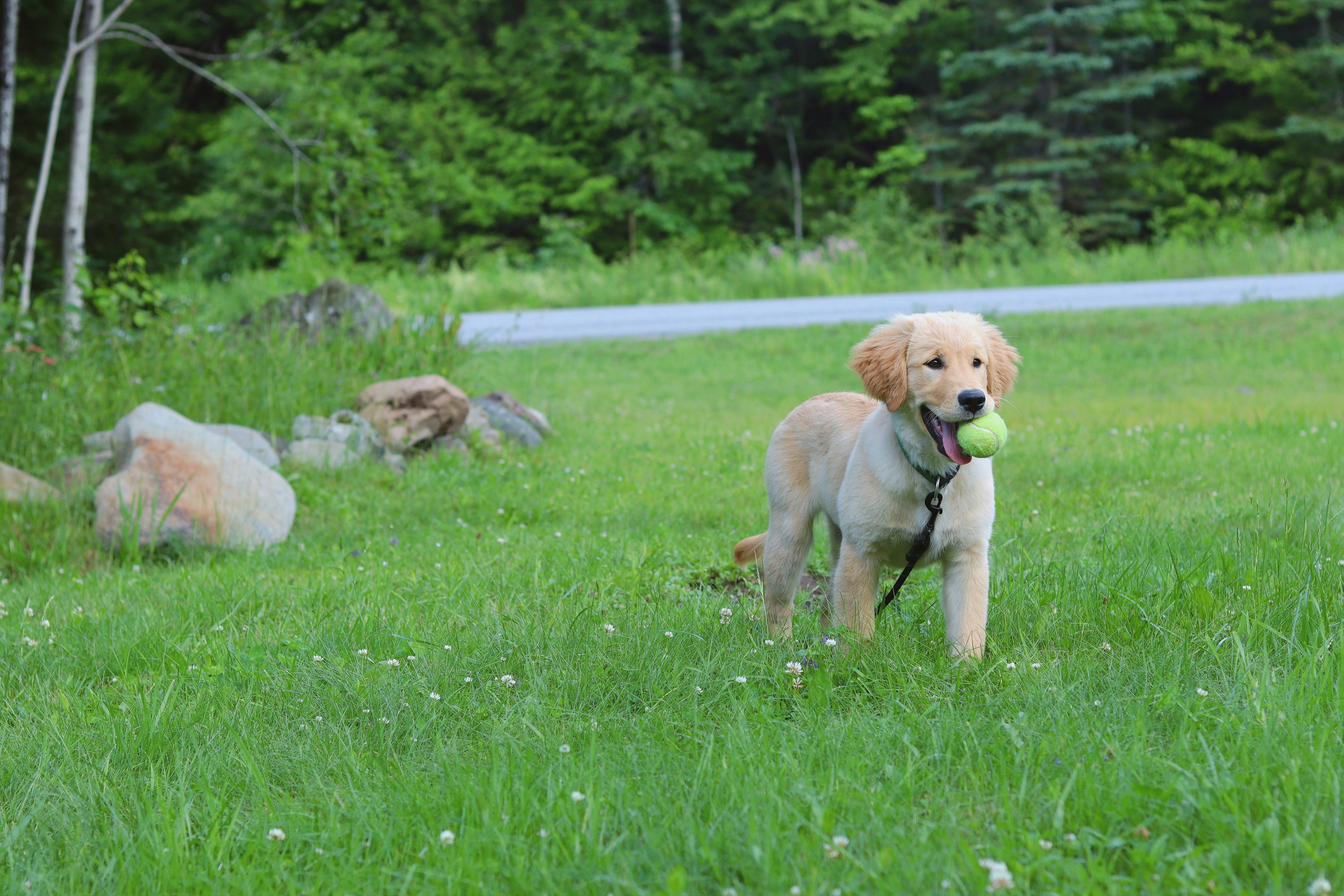 Golden retriever plays with a ball in the grass.