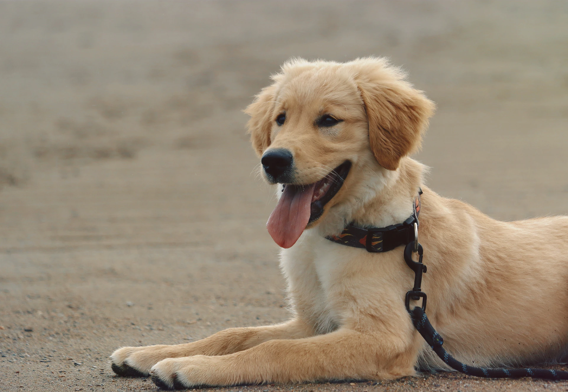 Golden retriever puppy rests on a beach.