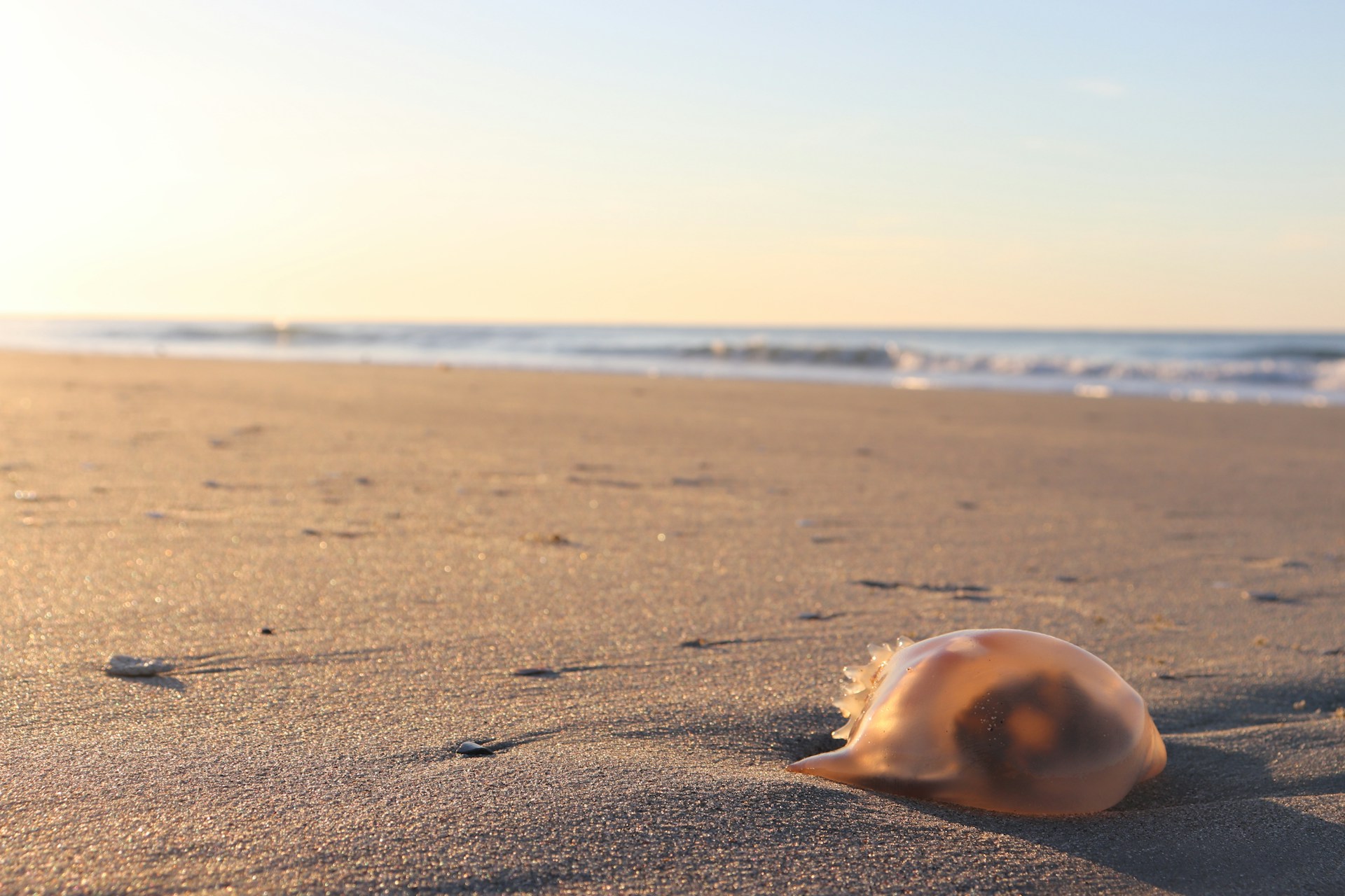 A jellyfish washes up on the beach.