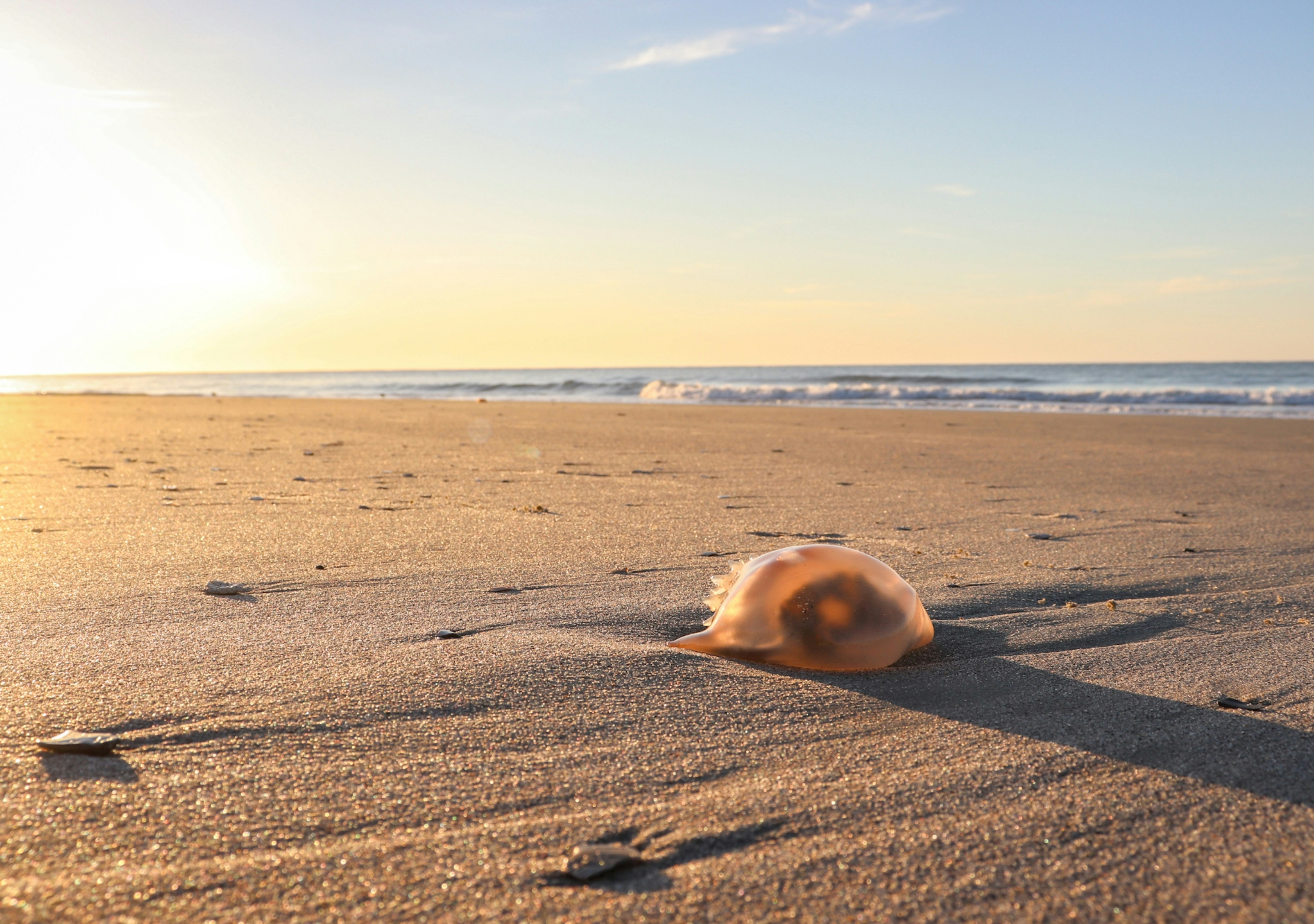 A seashell rests on a sandy beach at sunrise.