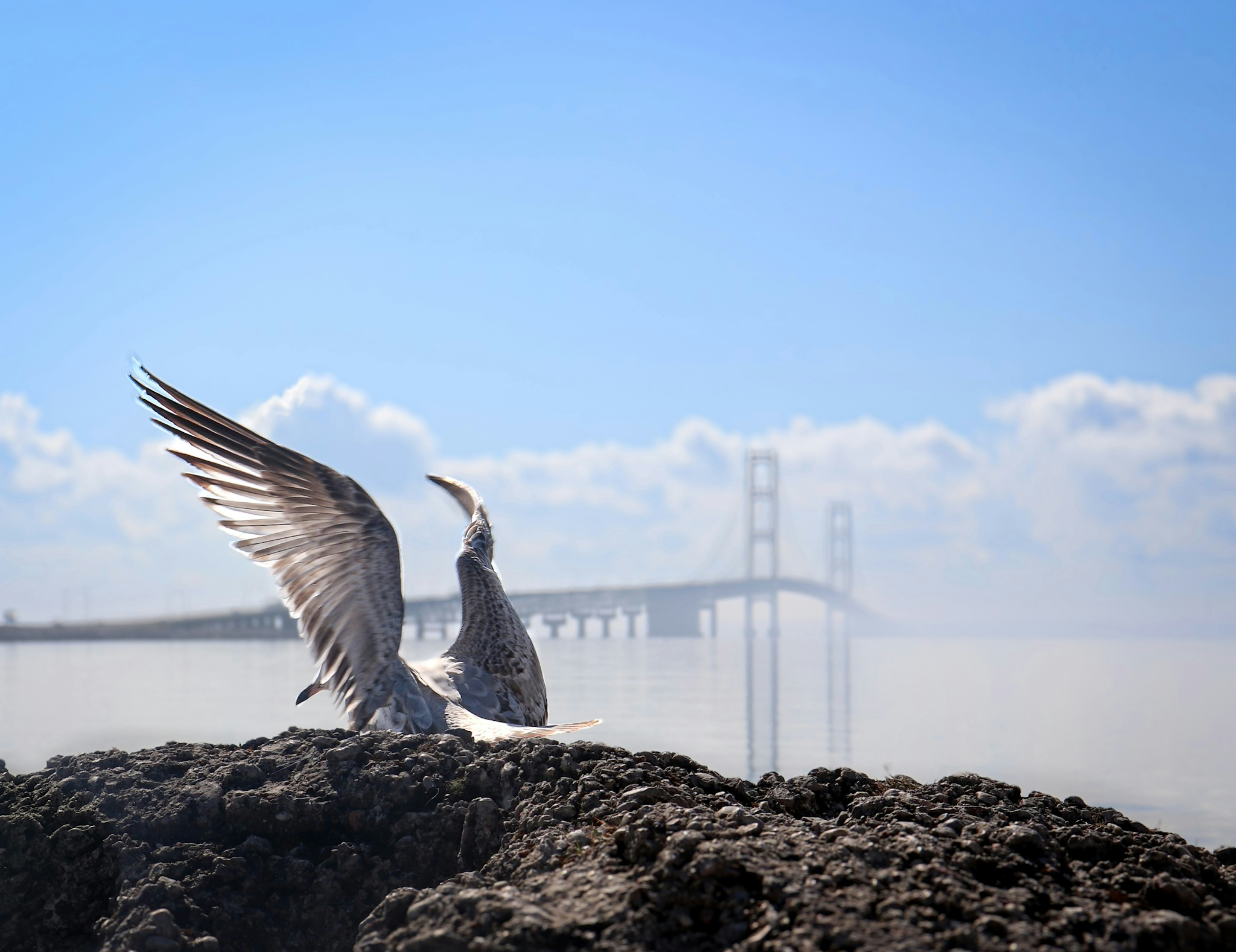 A seagull spreads wings with a distant bridge.