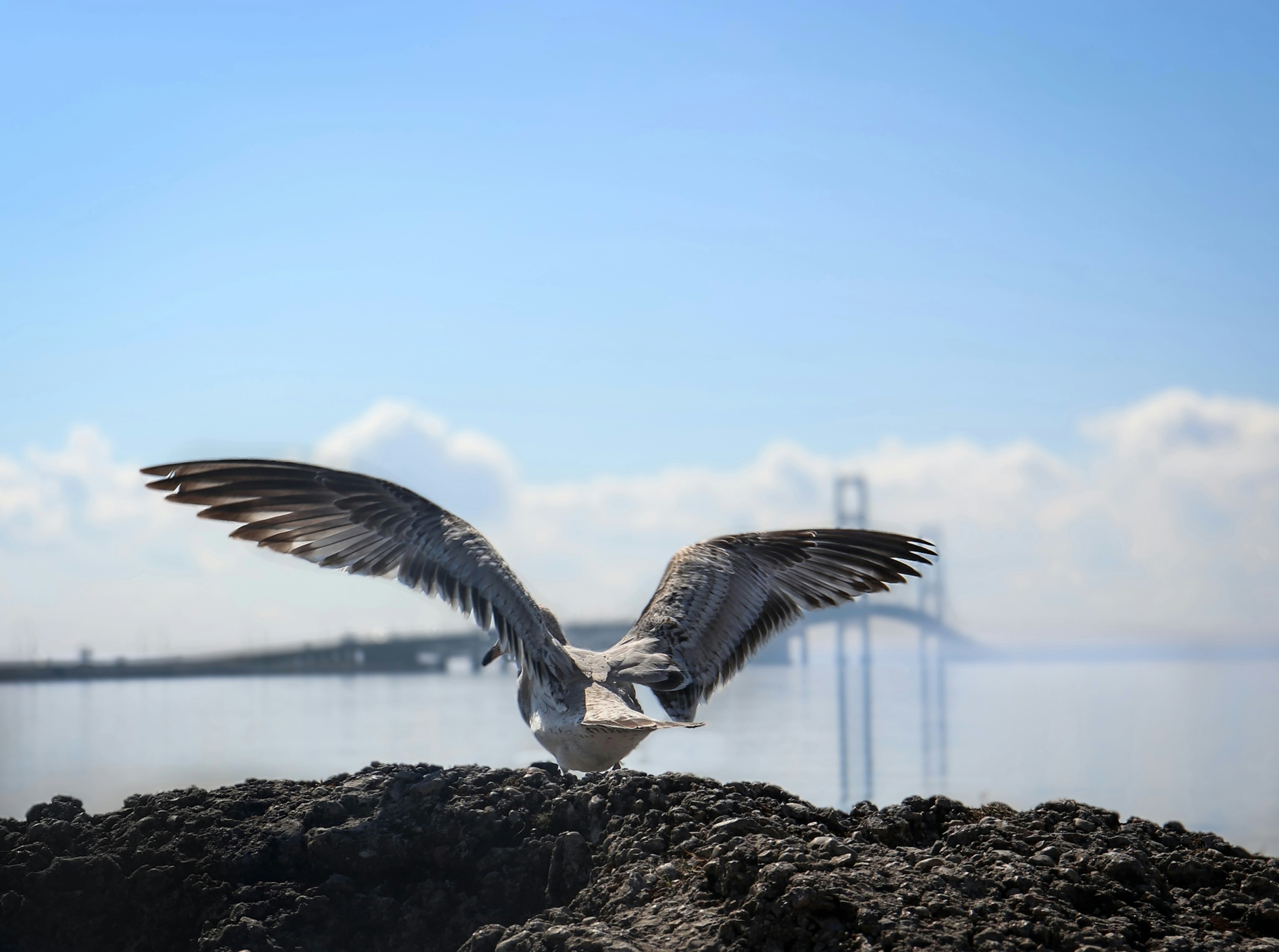 A seagull spreads its wings near a bridge.