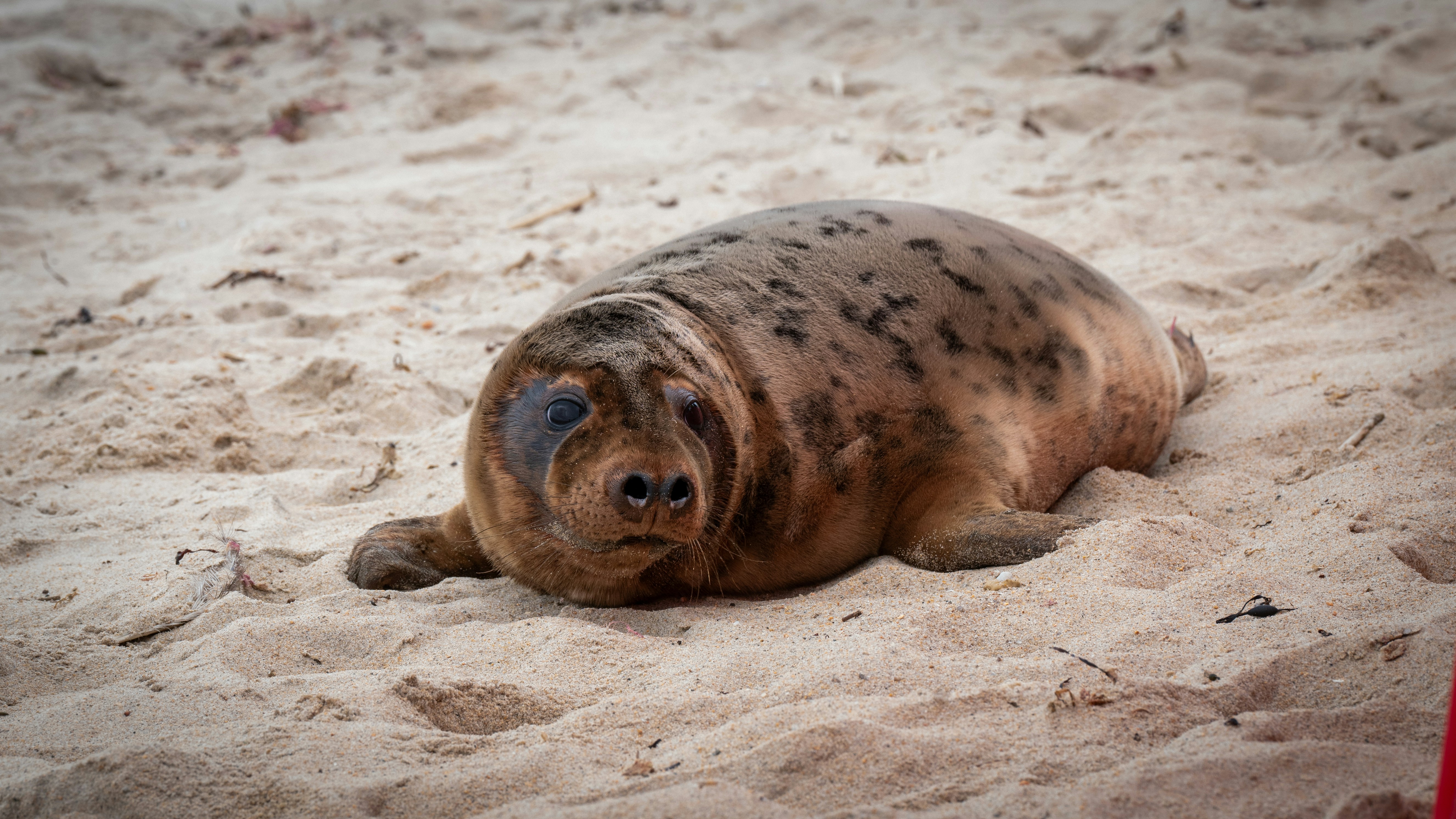 Un phoque potelé se repose sur la plage de sable.