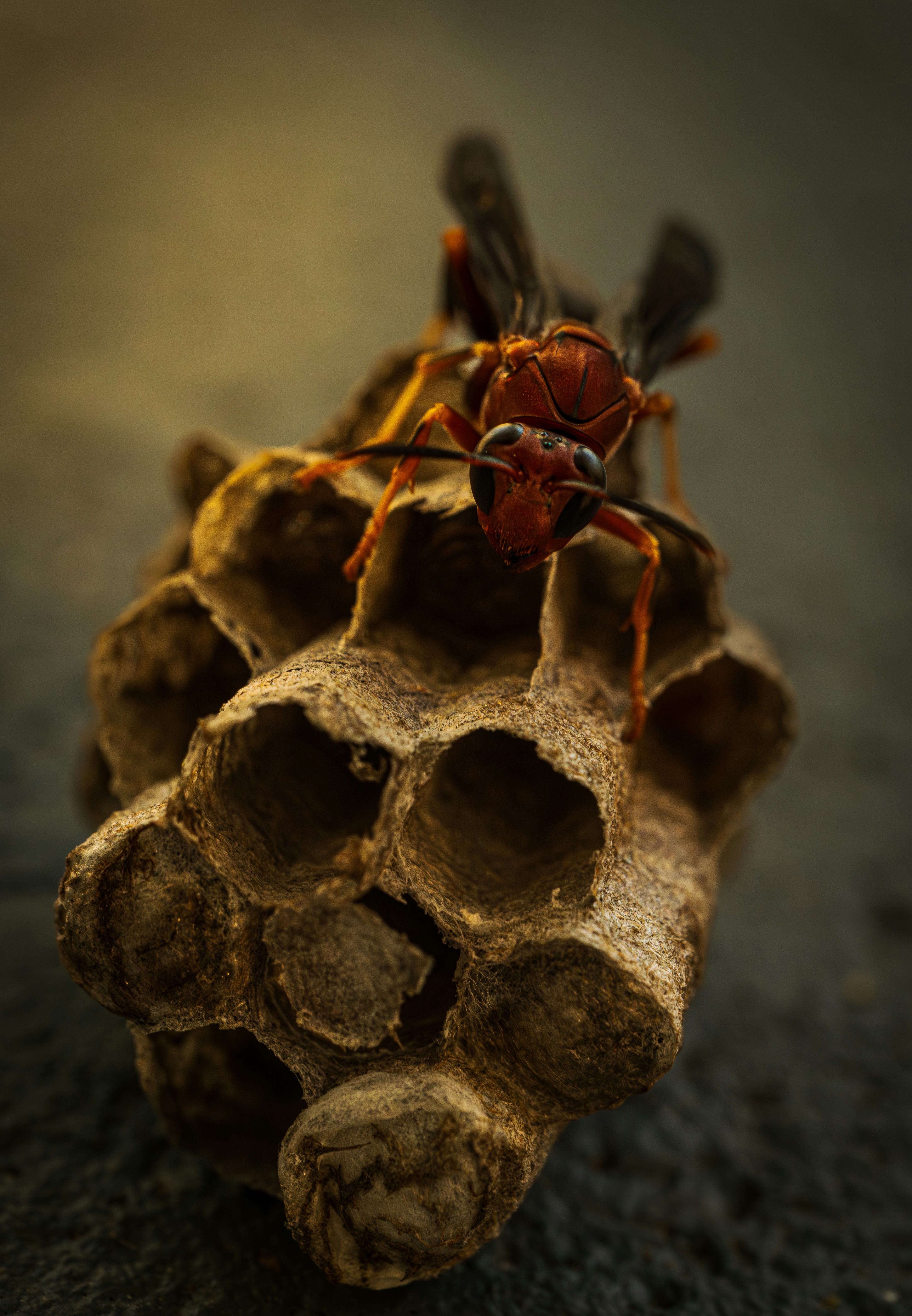 A wasp sits on its nest, looking alert.