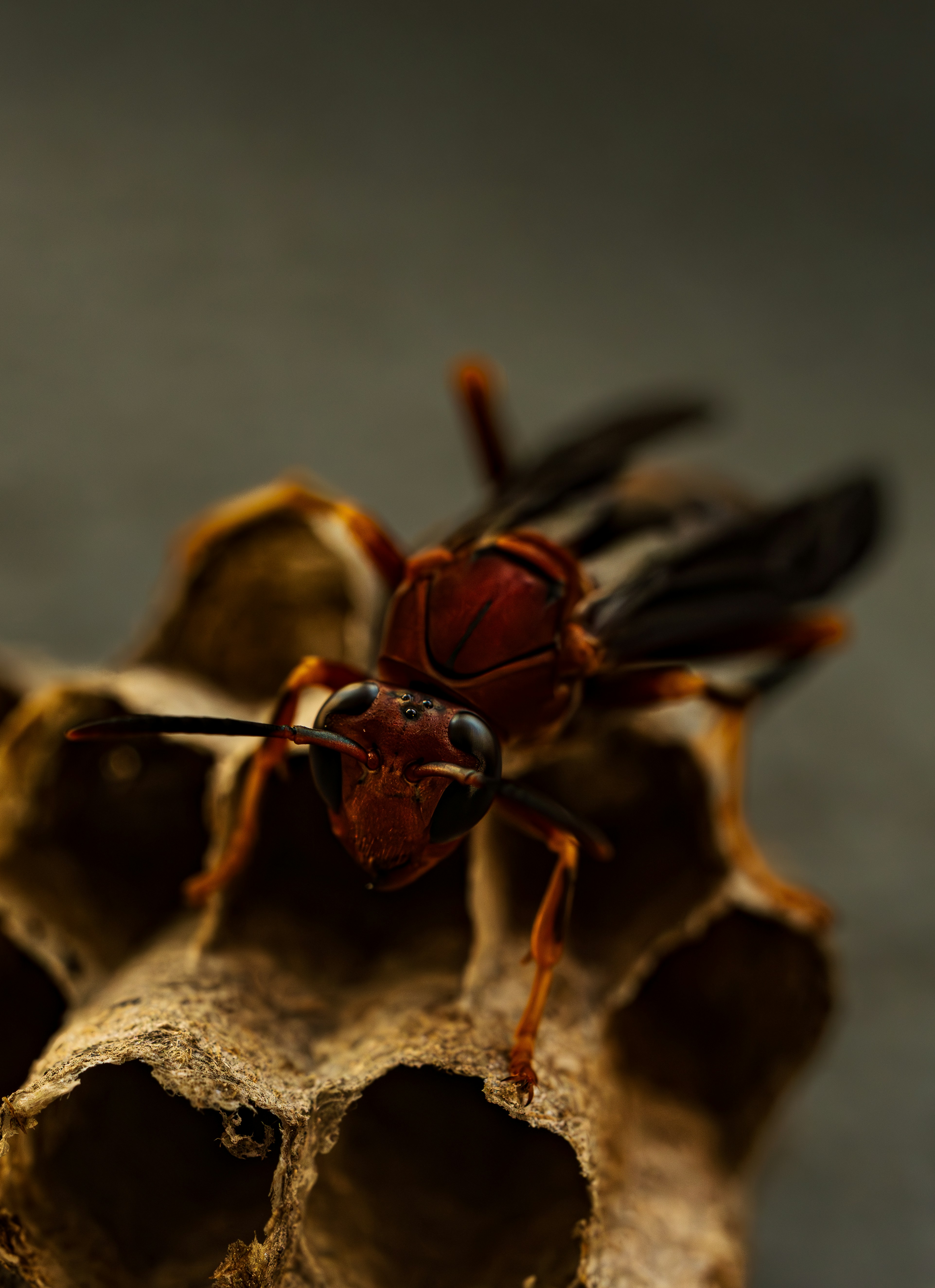A red wasp stands guard over its nest.