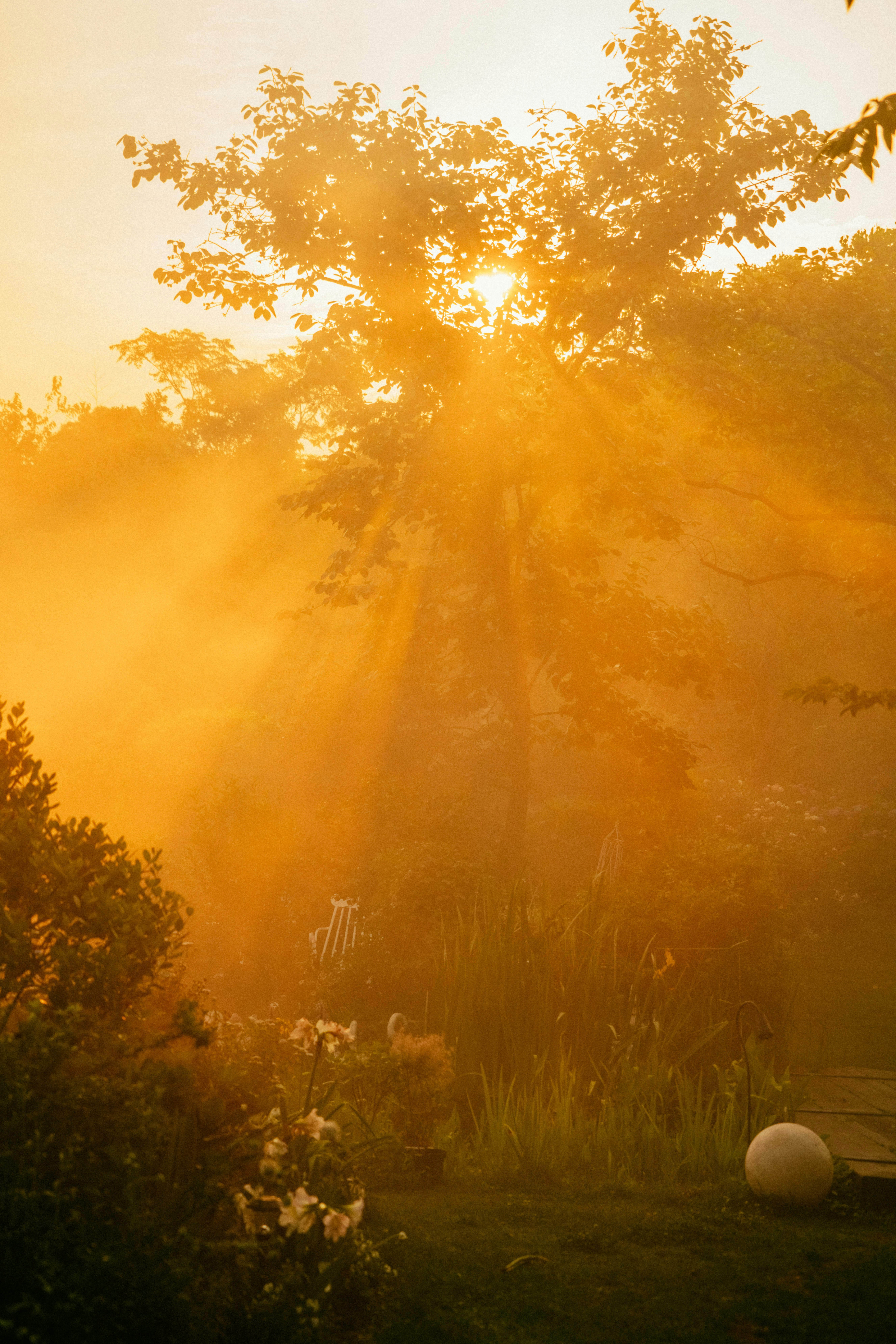 Luz do sol atravessando as árvores, simbolizando um novo caminho