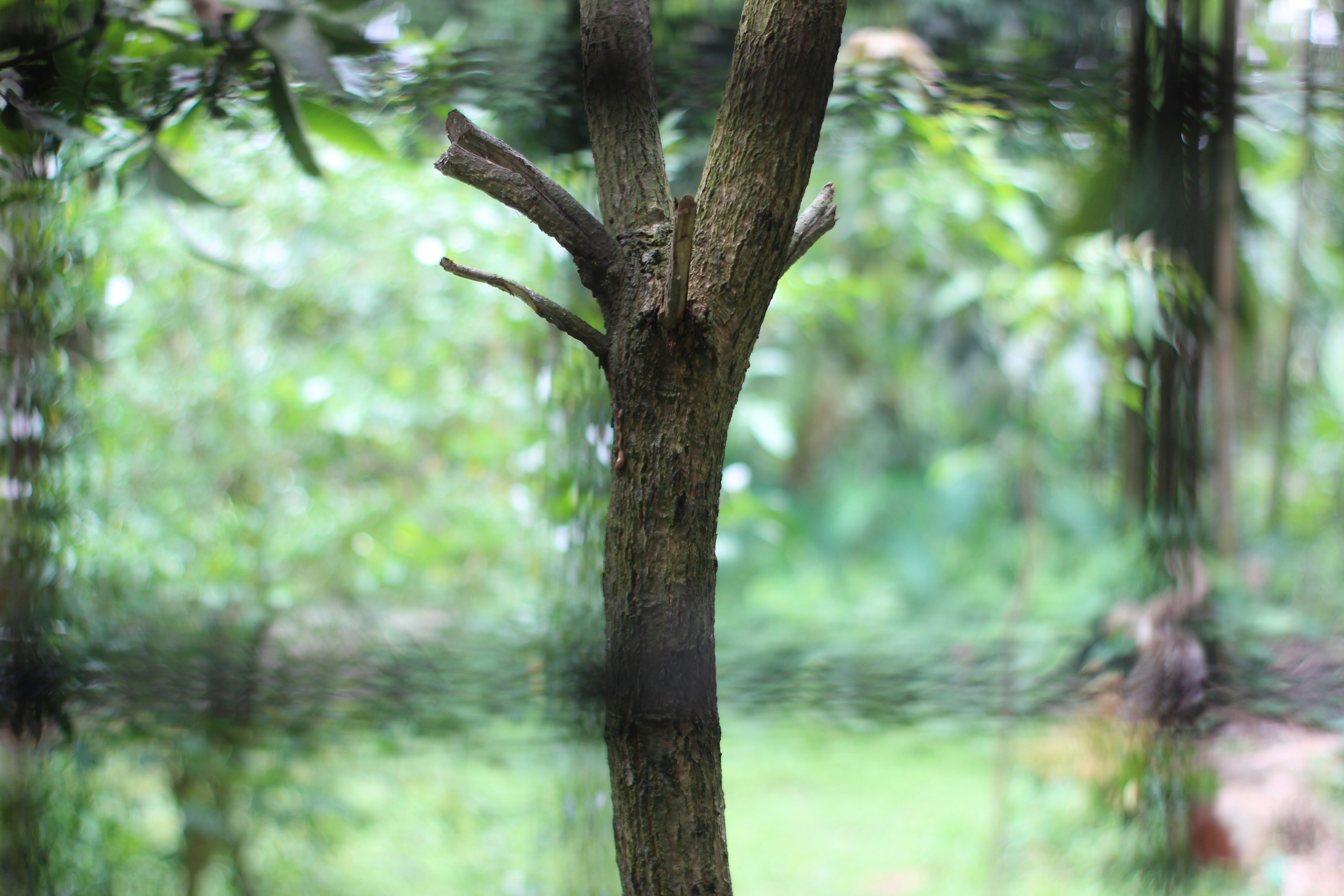 Natural aesthetic workspace