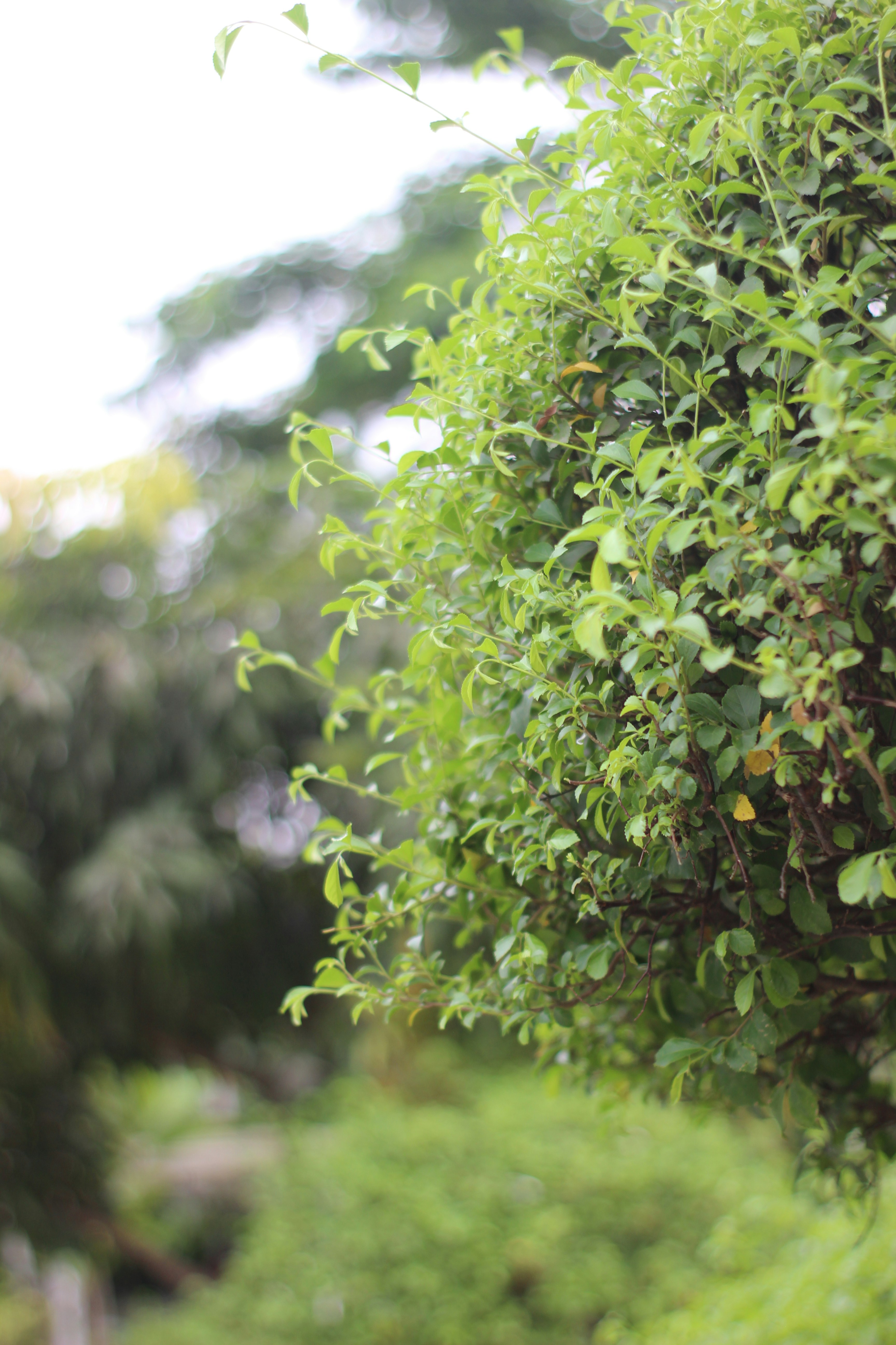 Photo by shaonkumarsarker