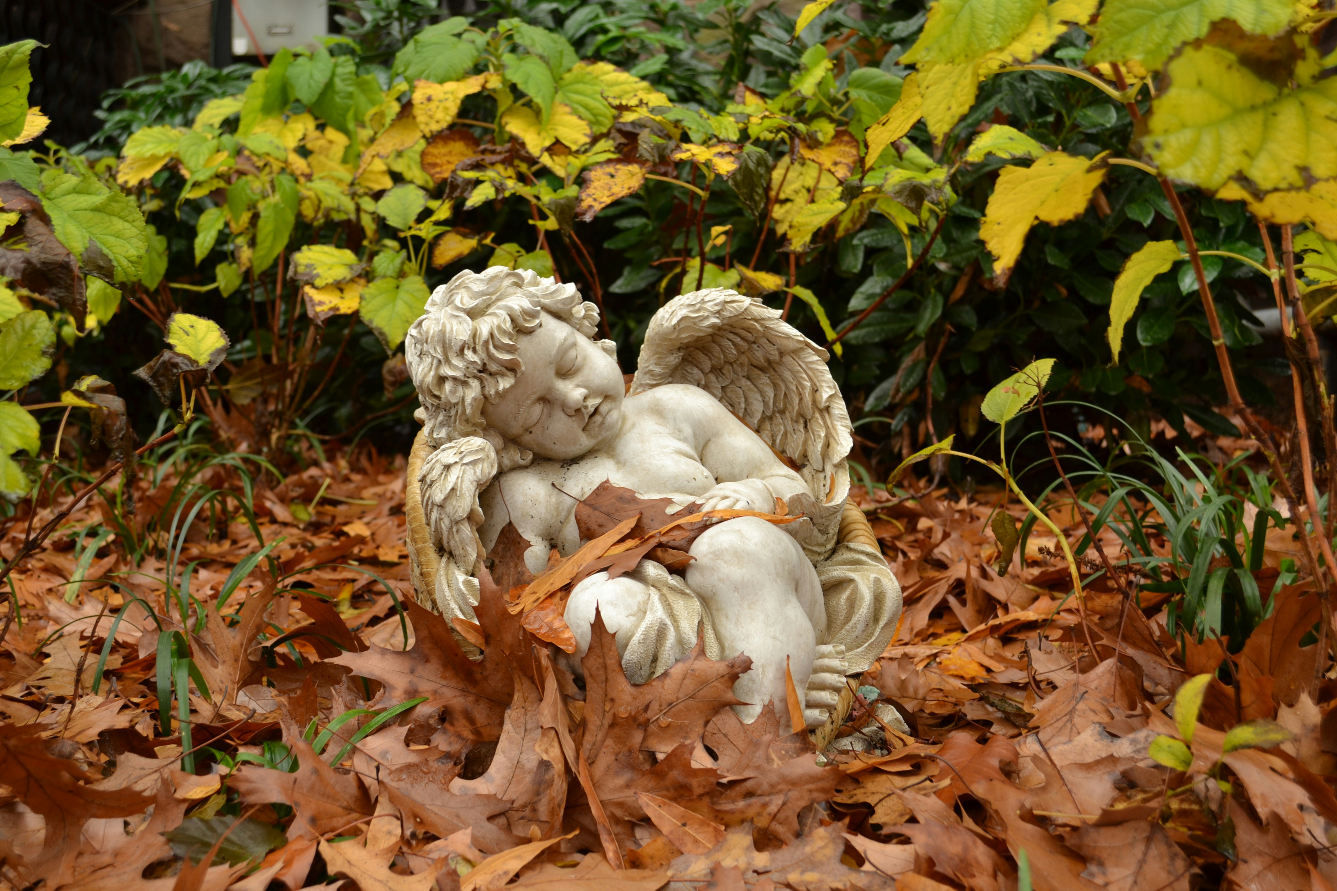 A sleeping angel statue rests among fallen leaves.