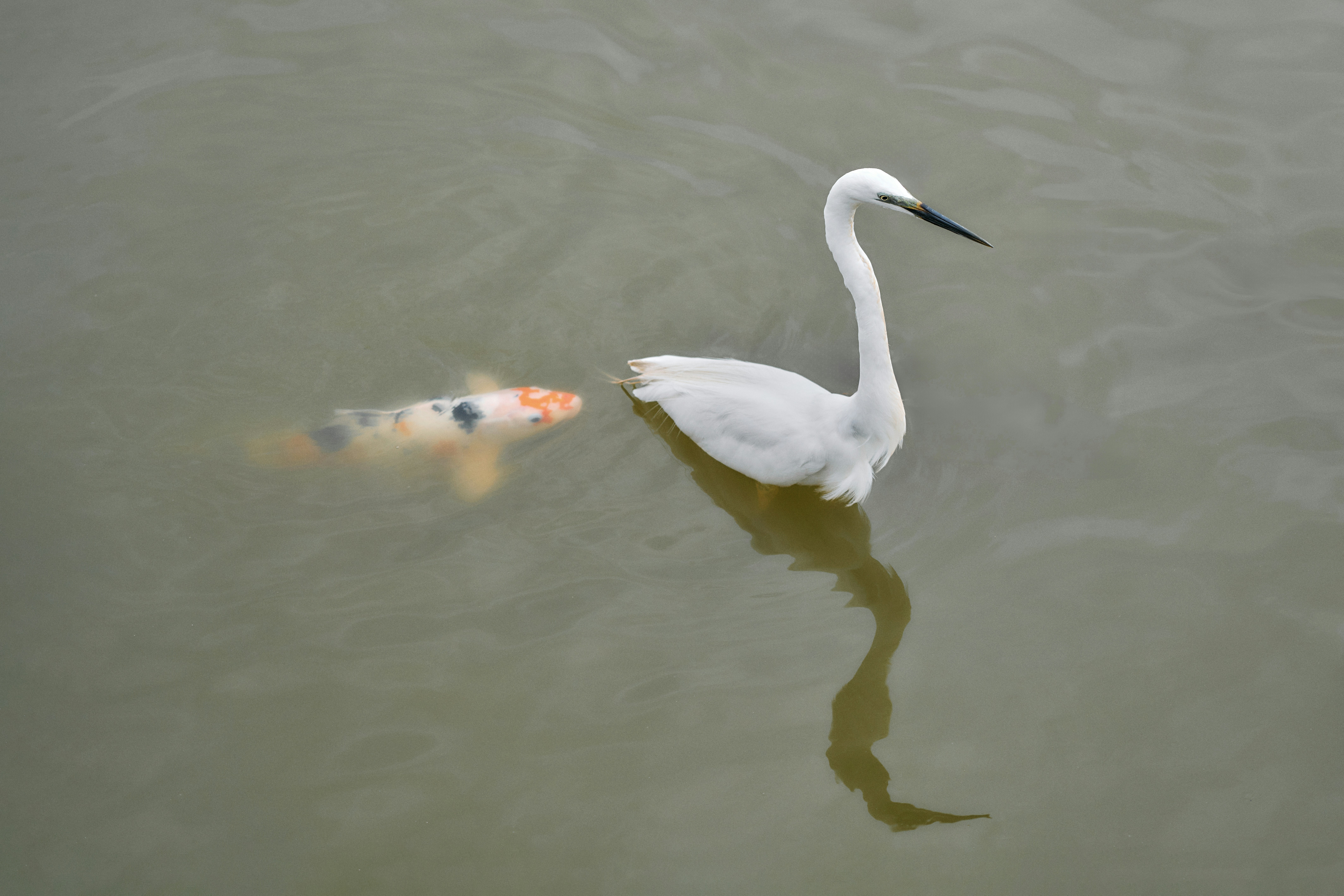 An egret and a koi swim together in water.