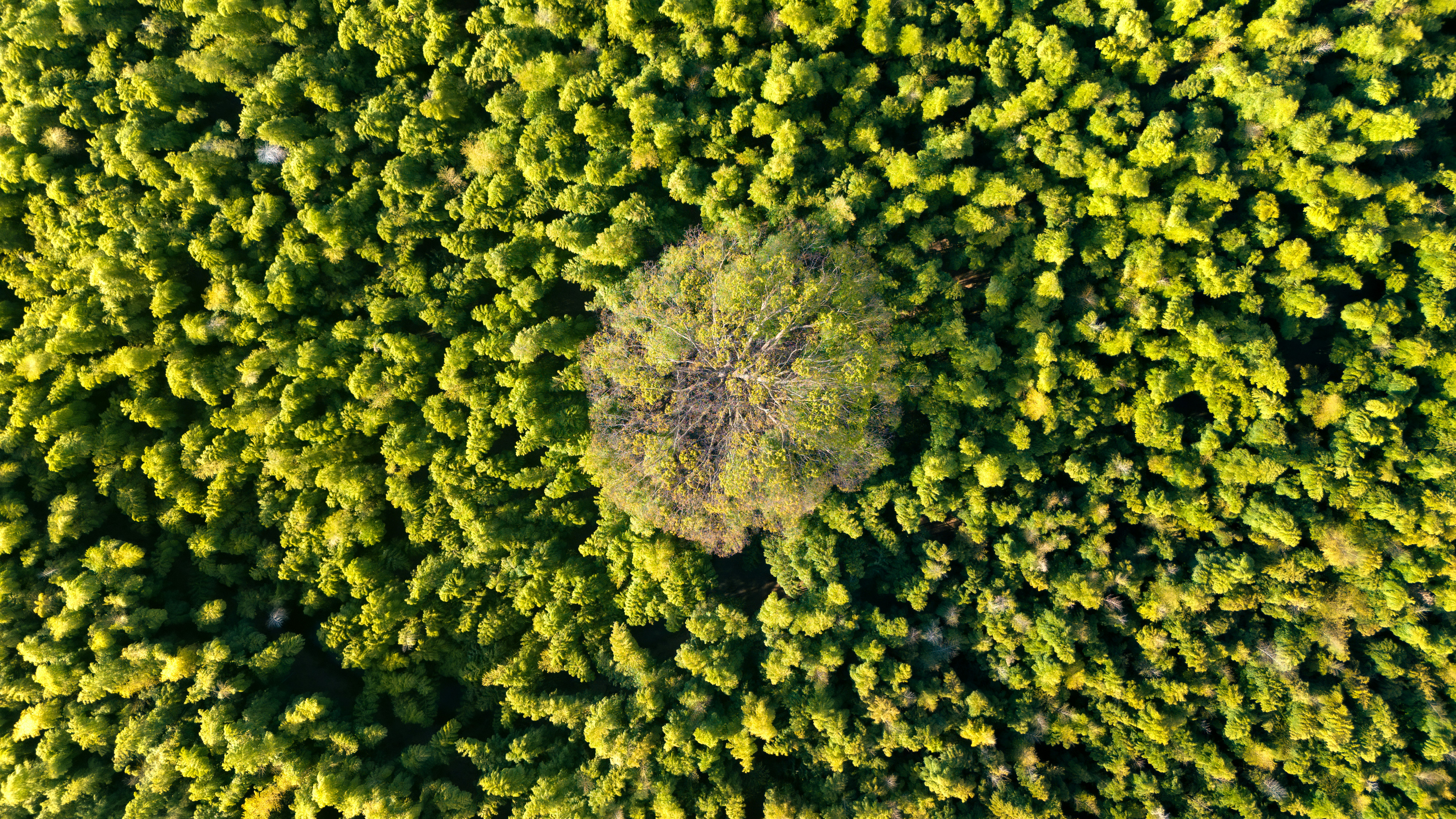 a lonely tree surrounded by lush greenery