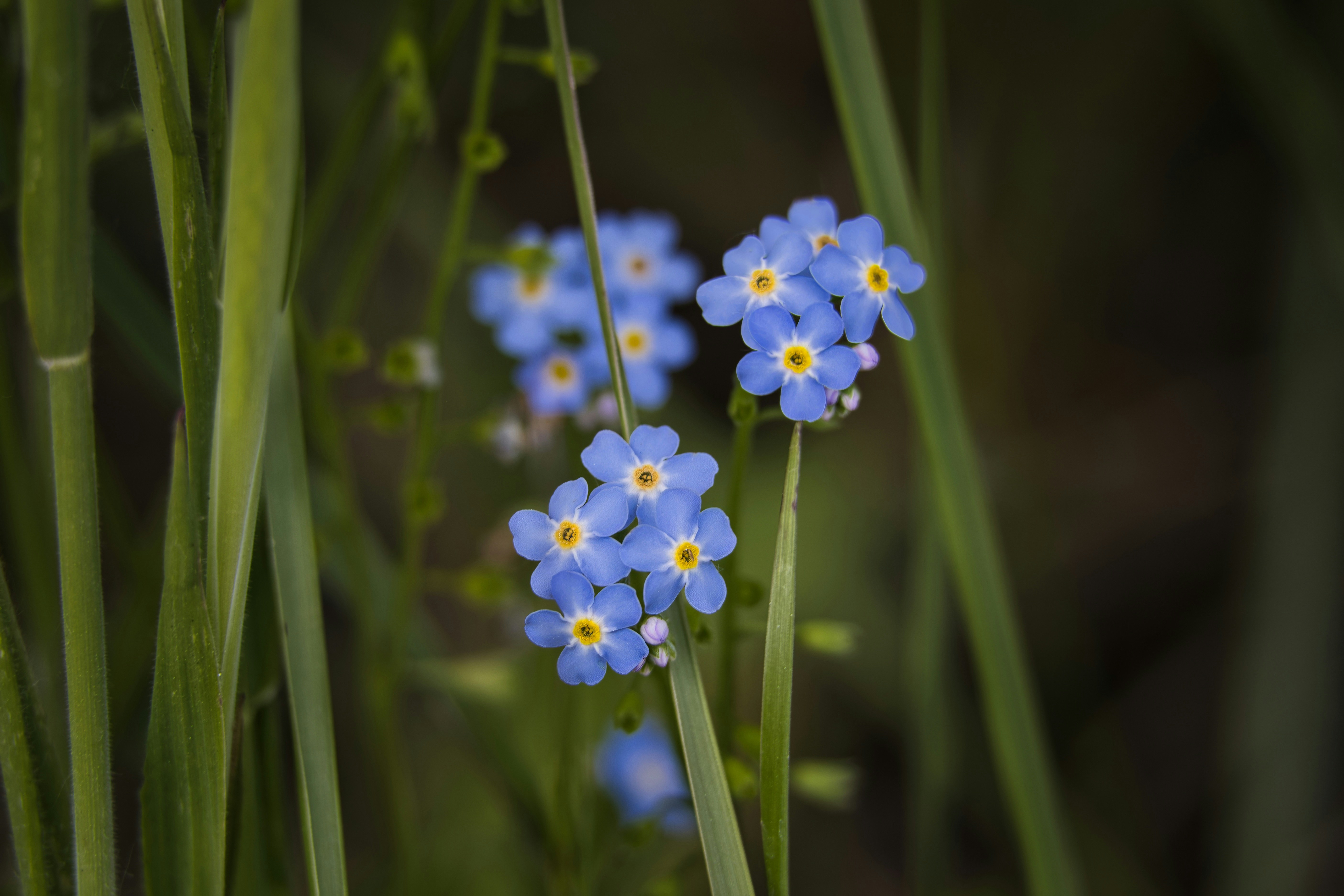 Blue forget-me-nots bloom in the tall grass.