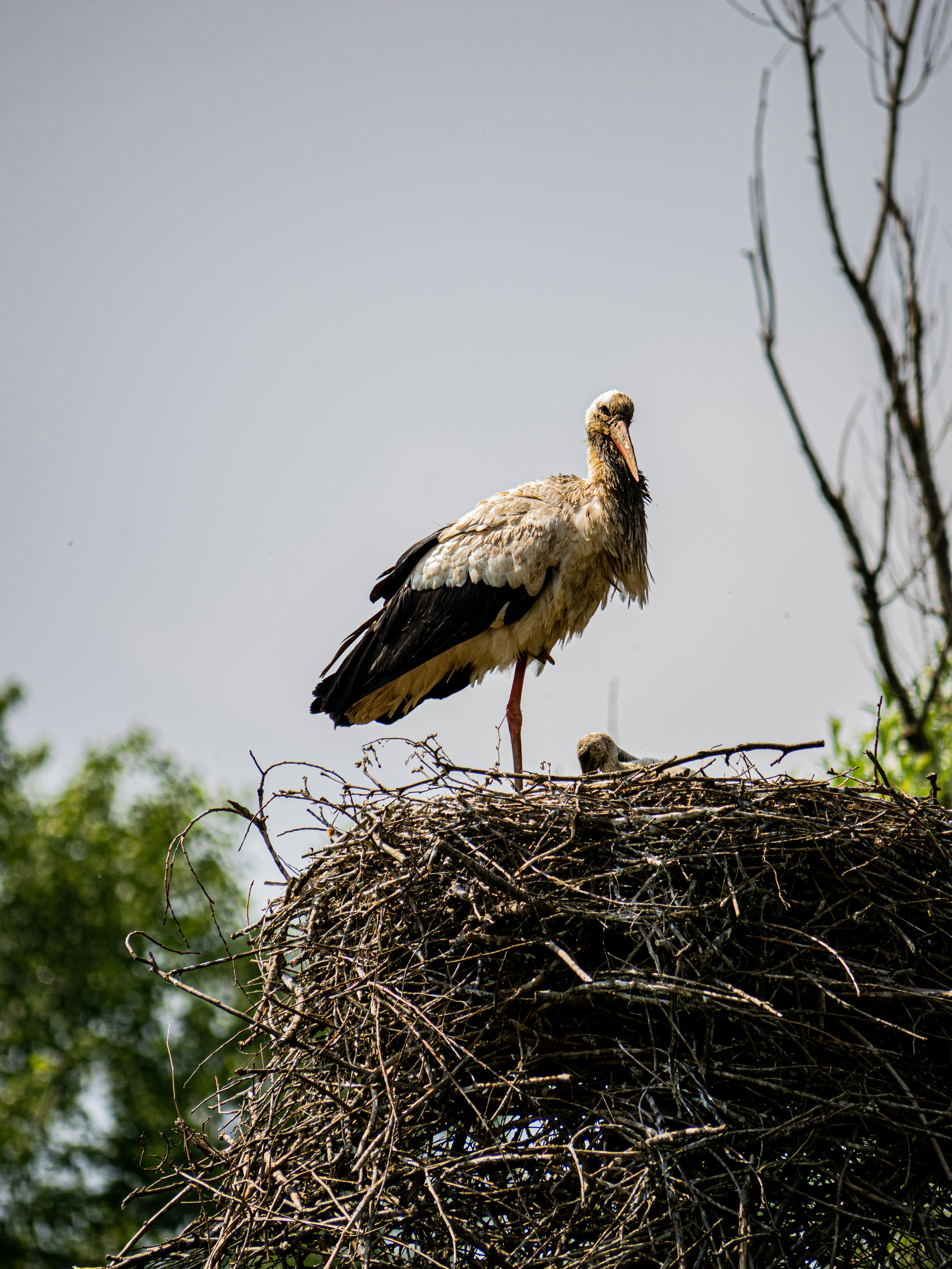 Photo by gopitri_prem