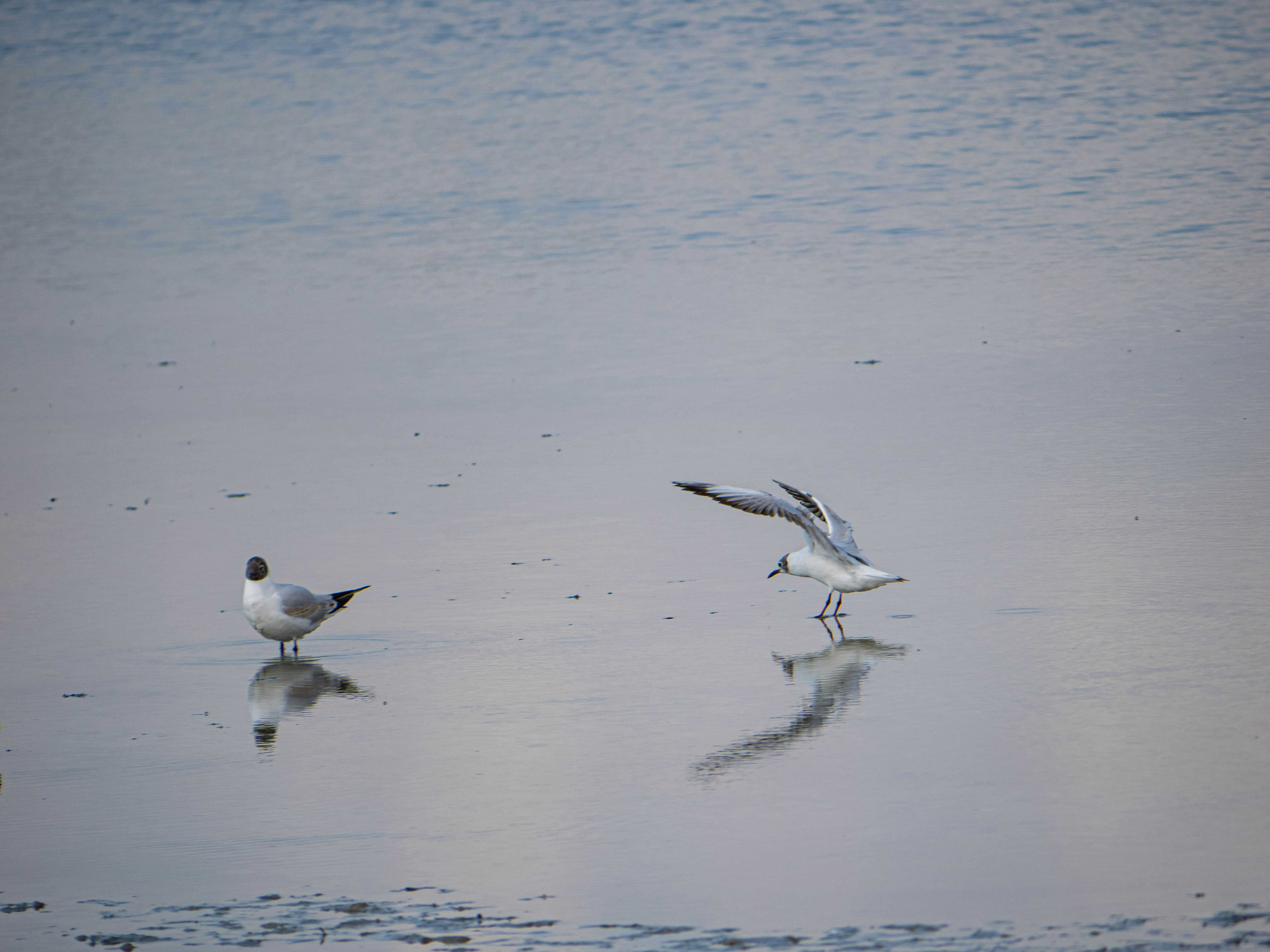 Photo by gopitri_prem