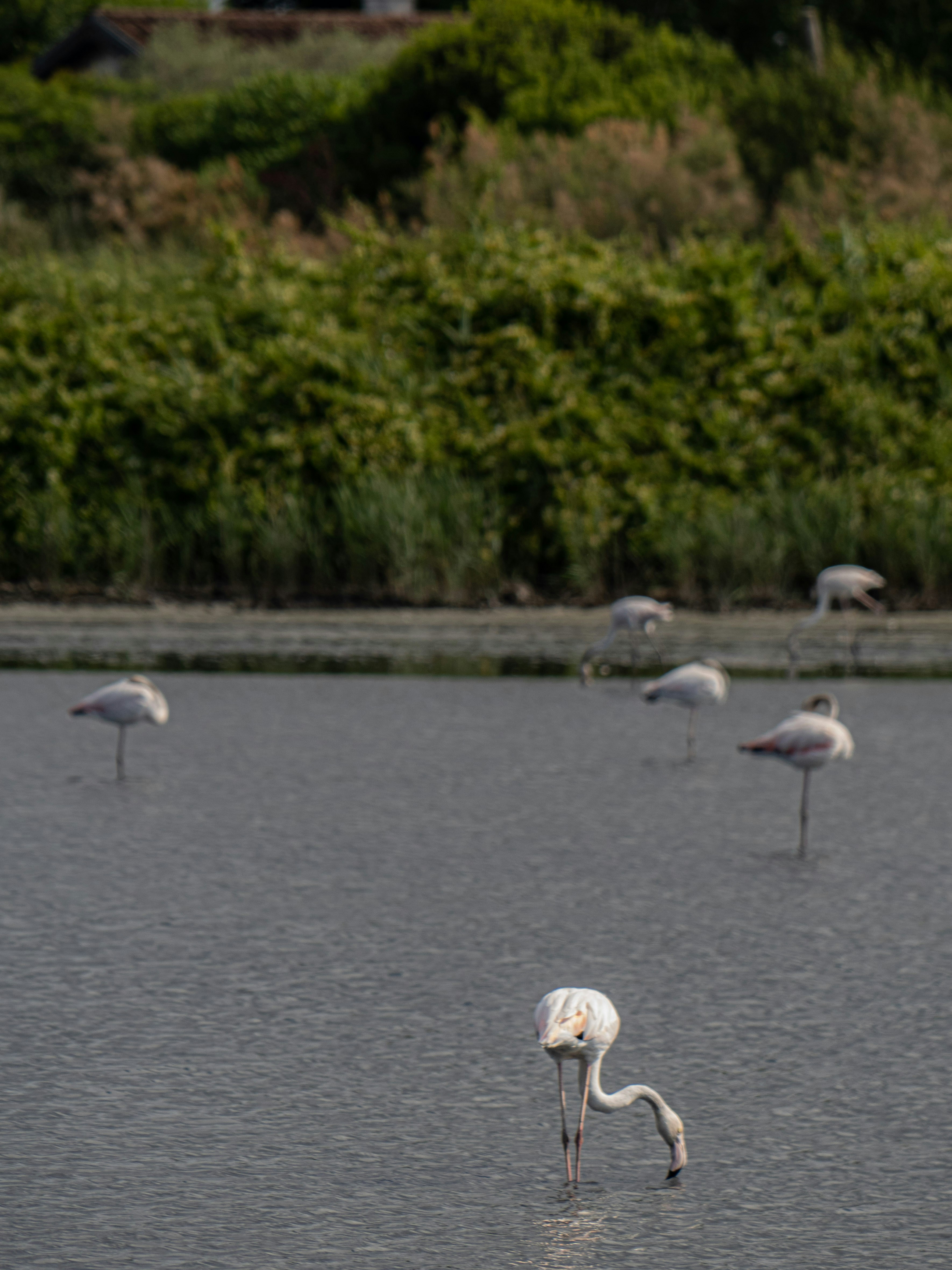 Photo by gopitri_prem