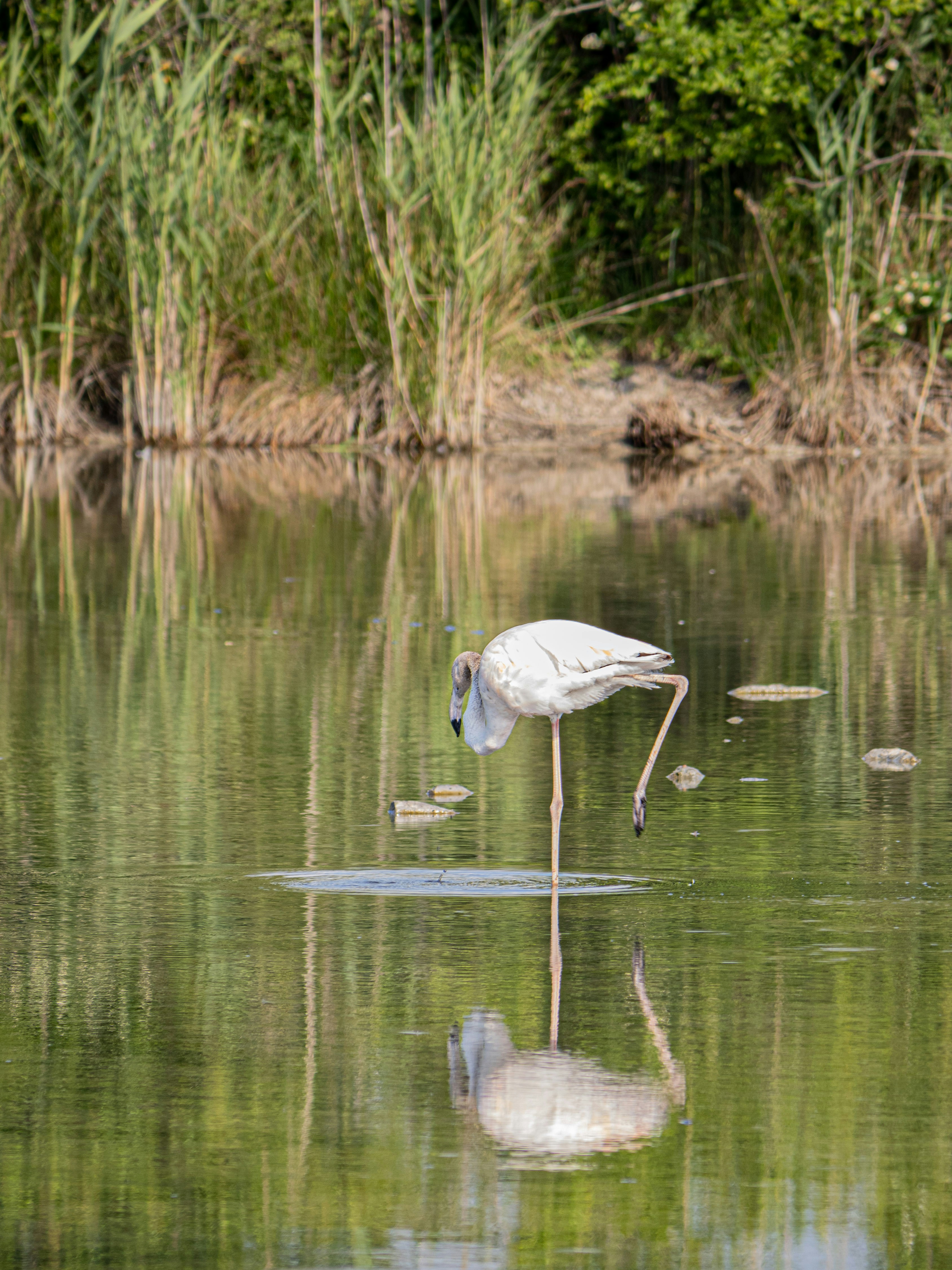 Photo by gopitri_prem