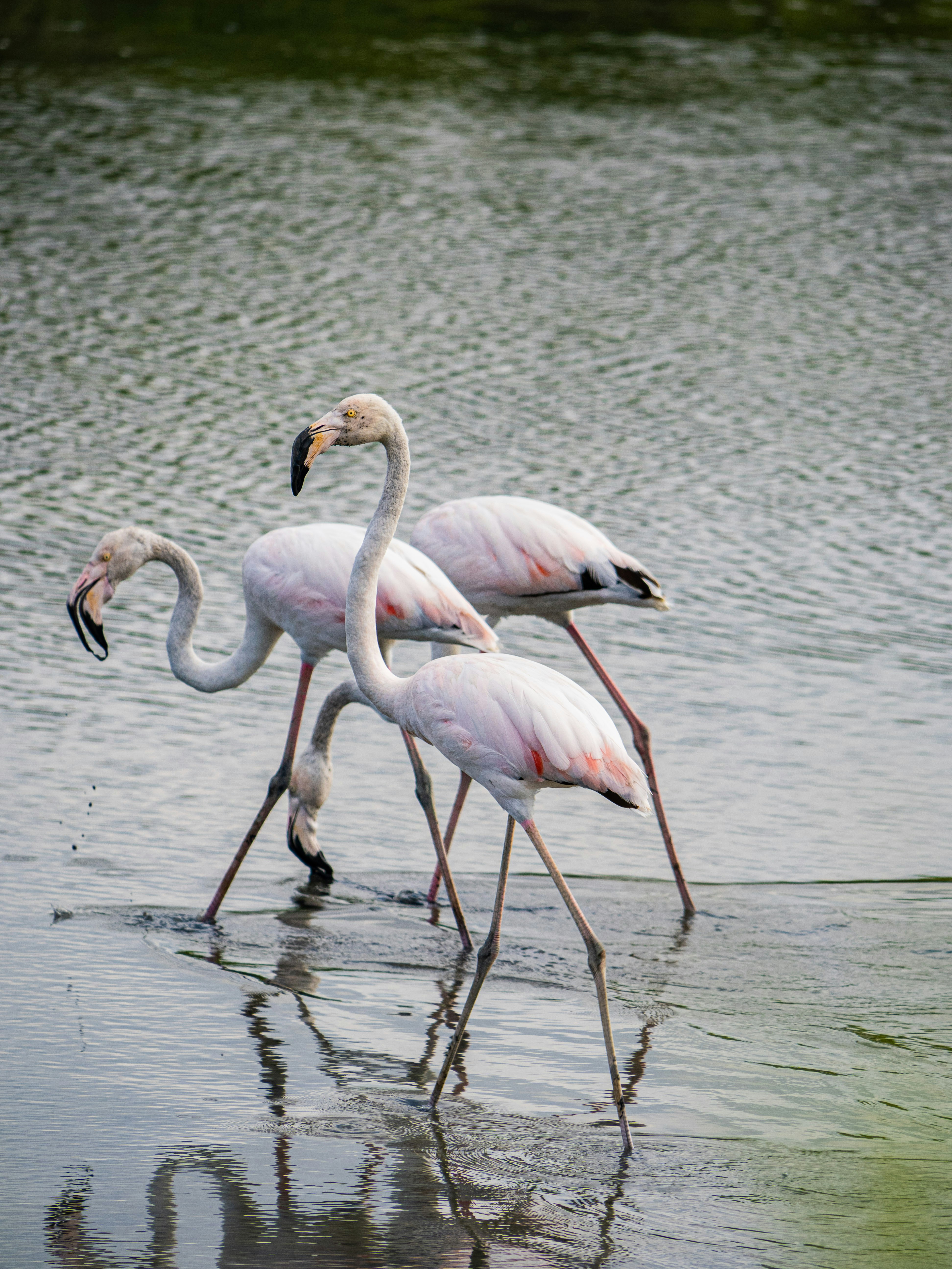 Photo by gopitri_prem