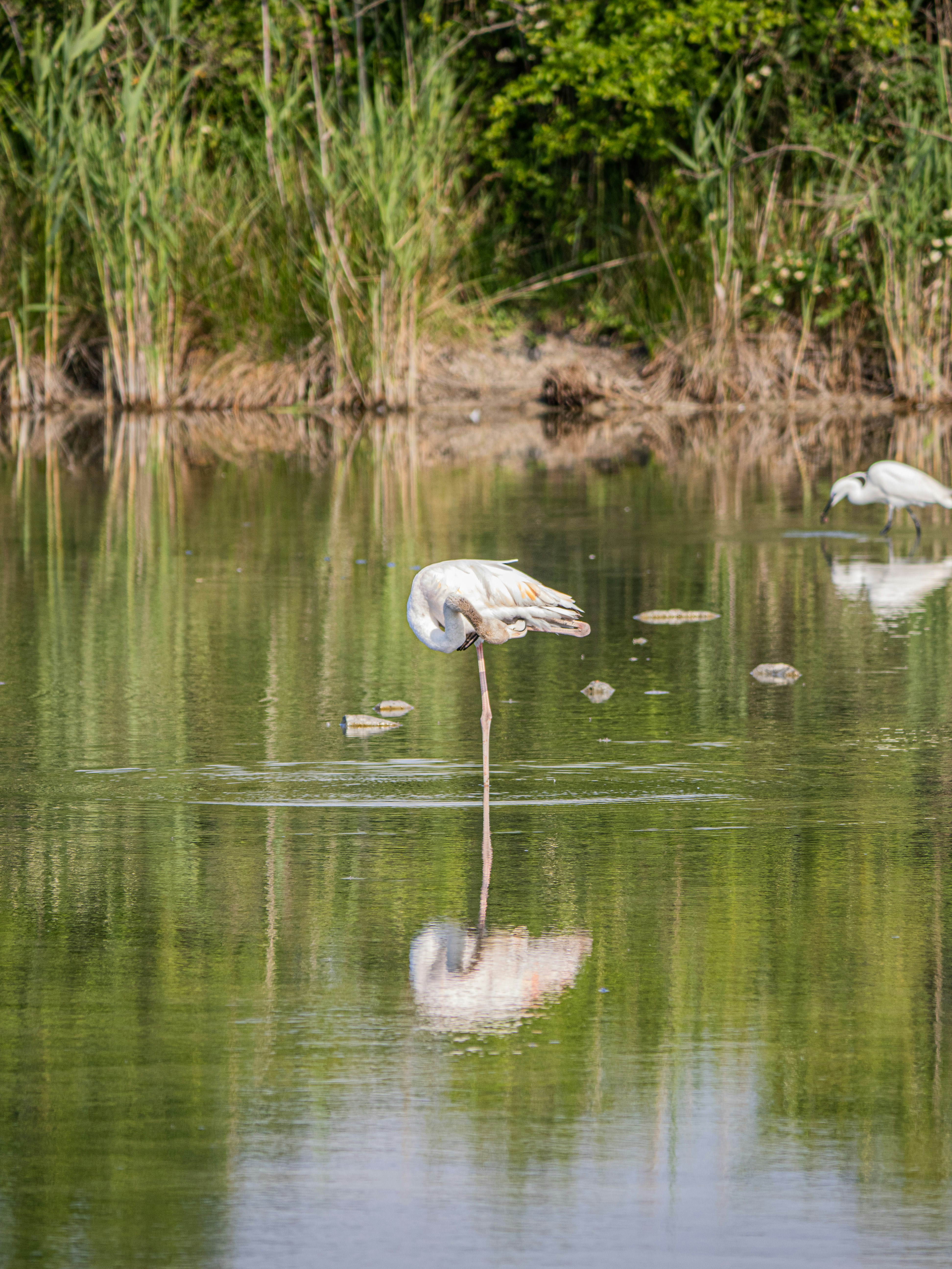 Photo by gopitri_prem