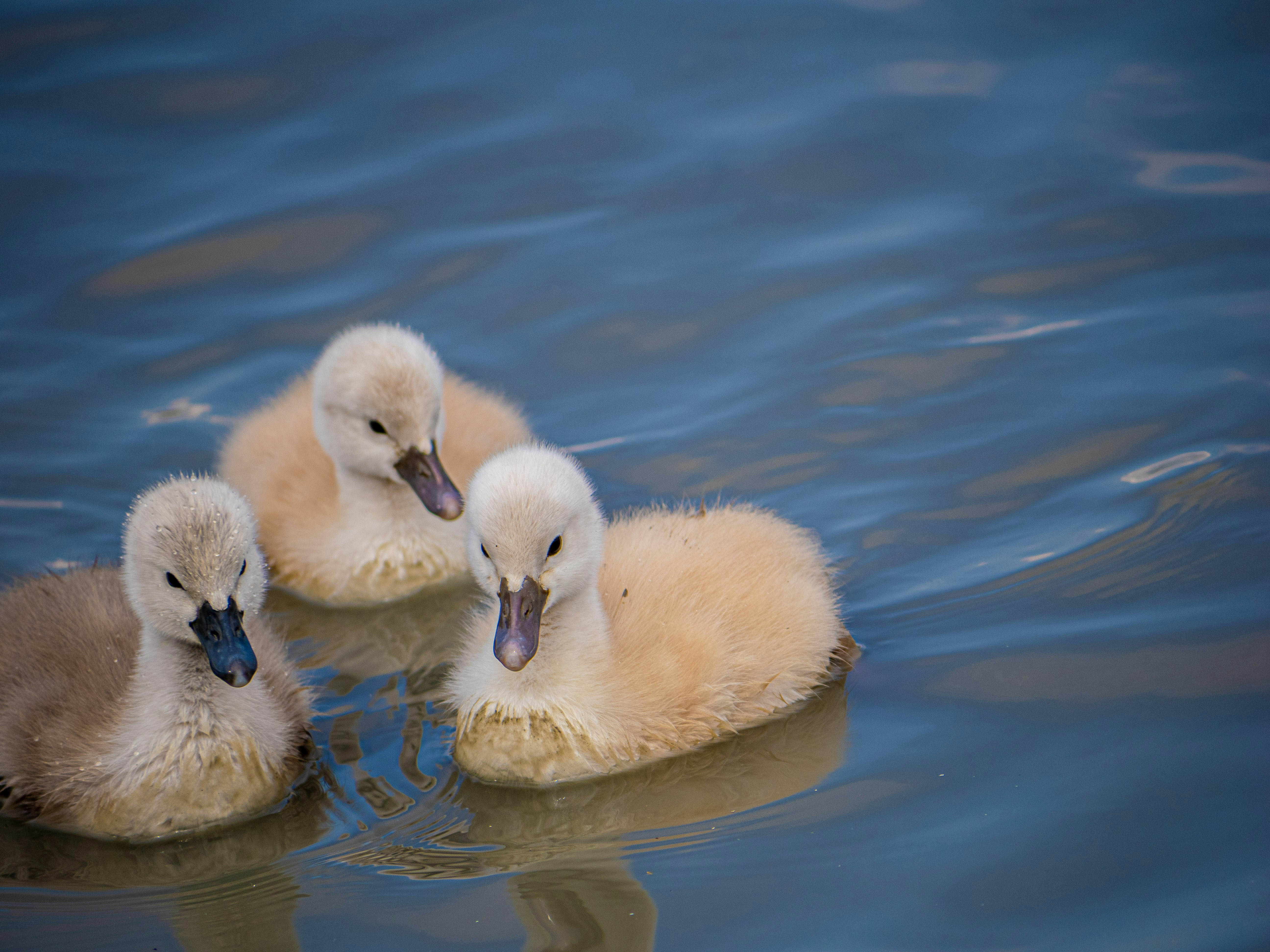 Photo by gopitri_prem