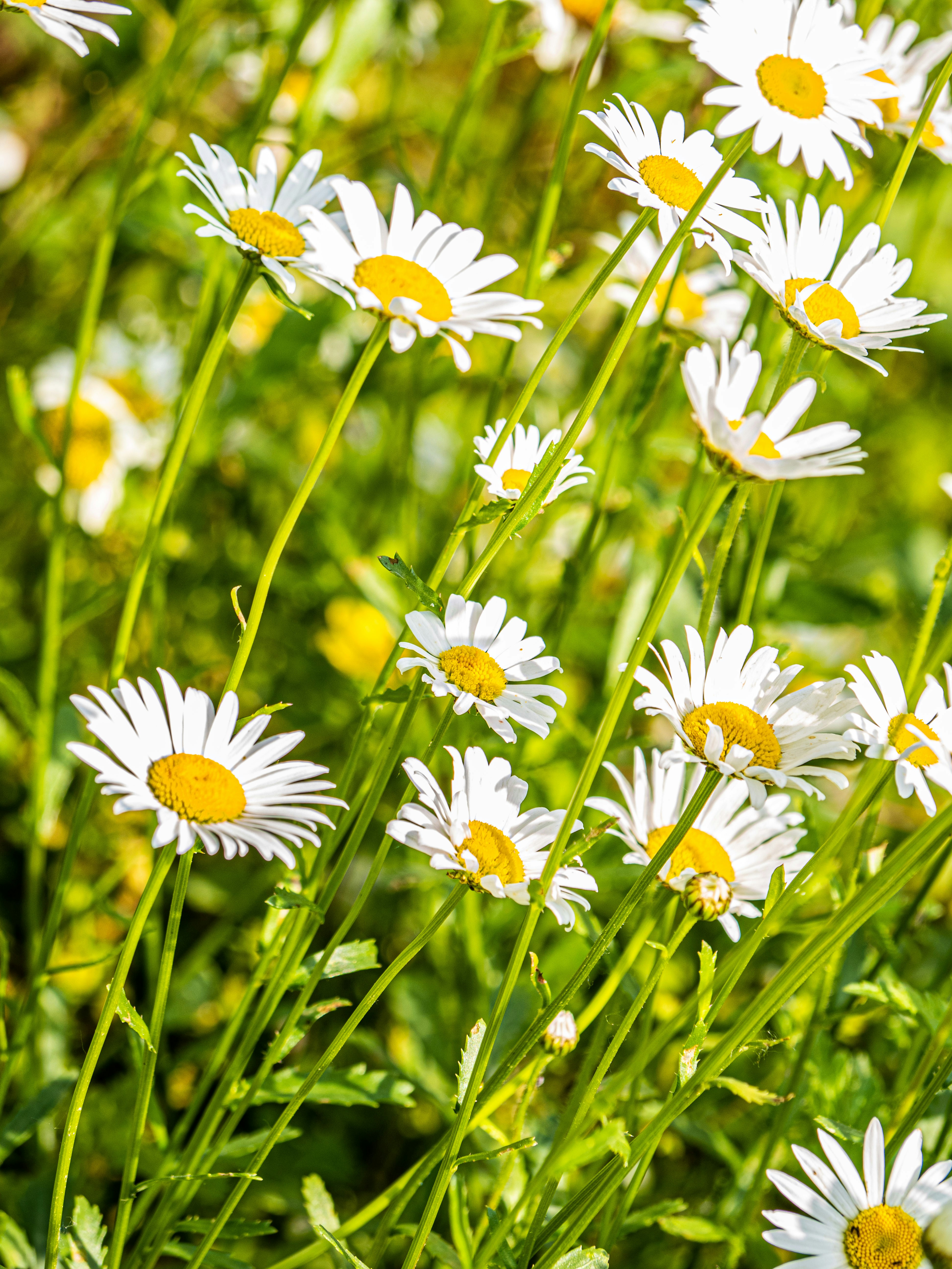 Photo by gopitri_prem