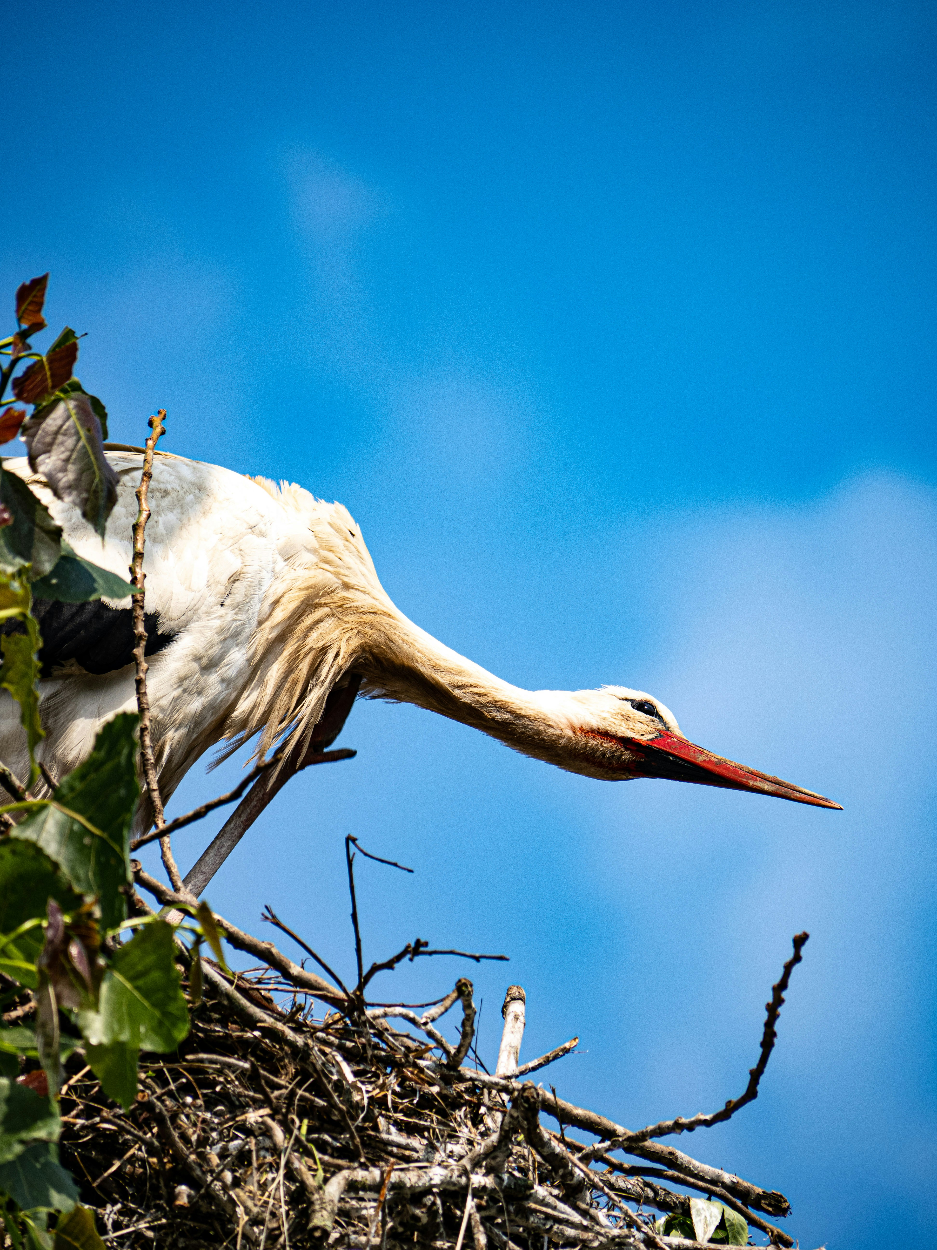 Photo by gopitri_prem