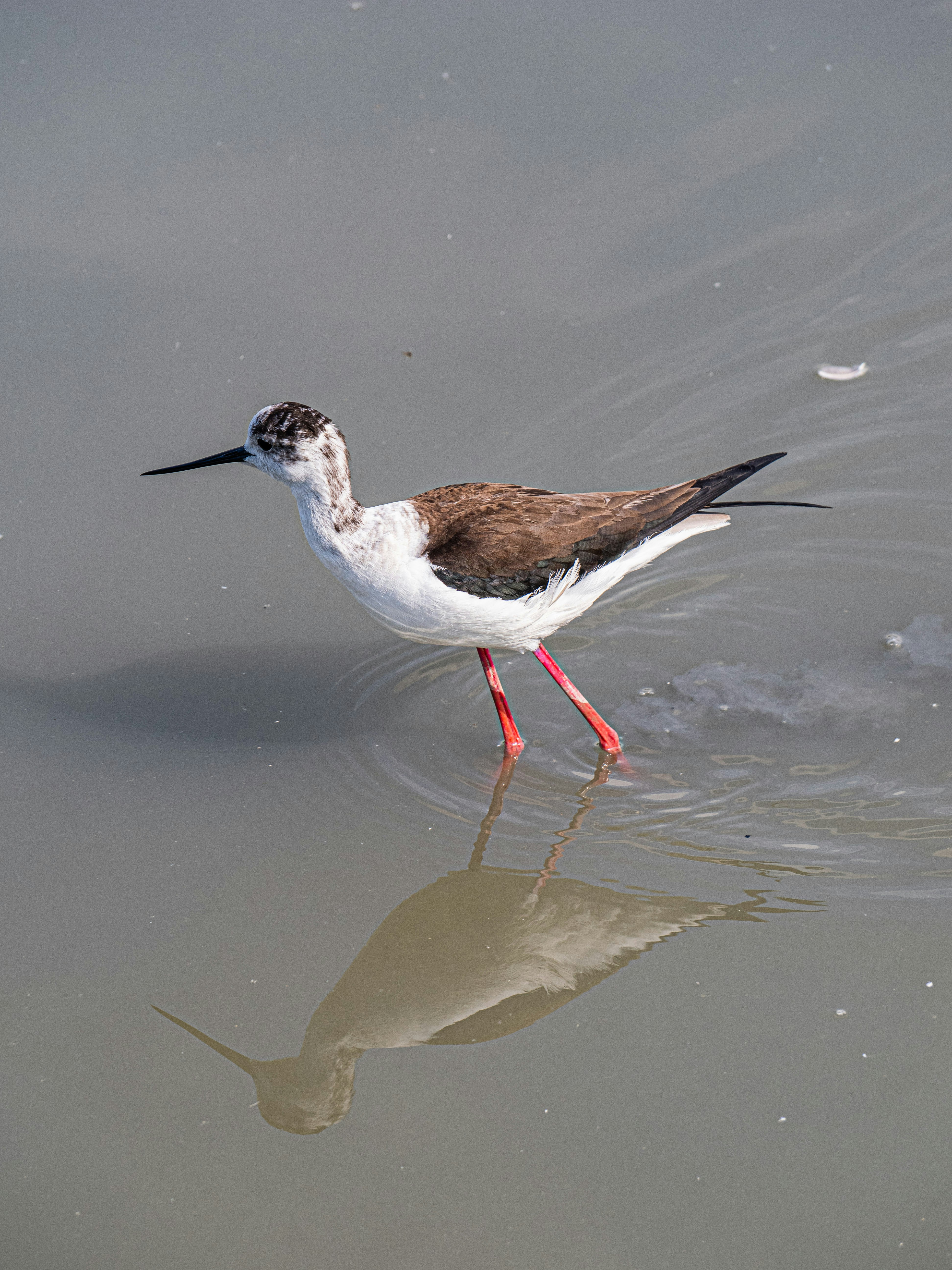 Photo by gopitri_prem