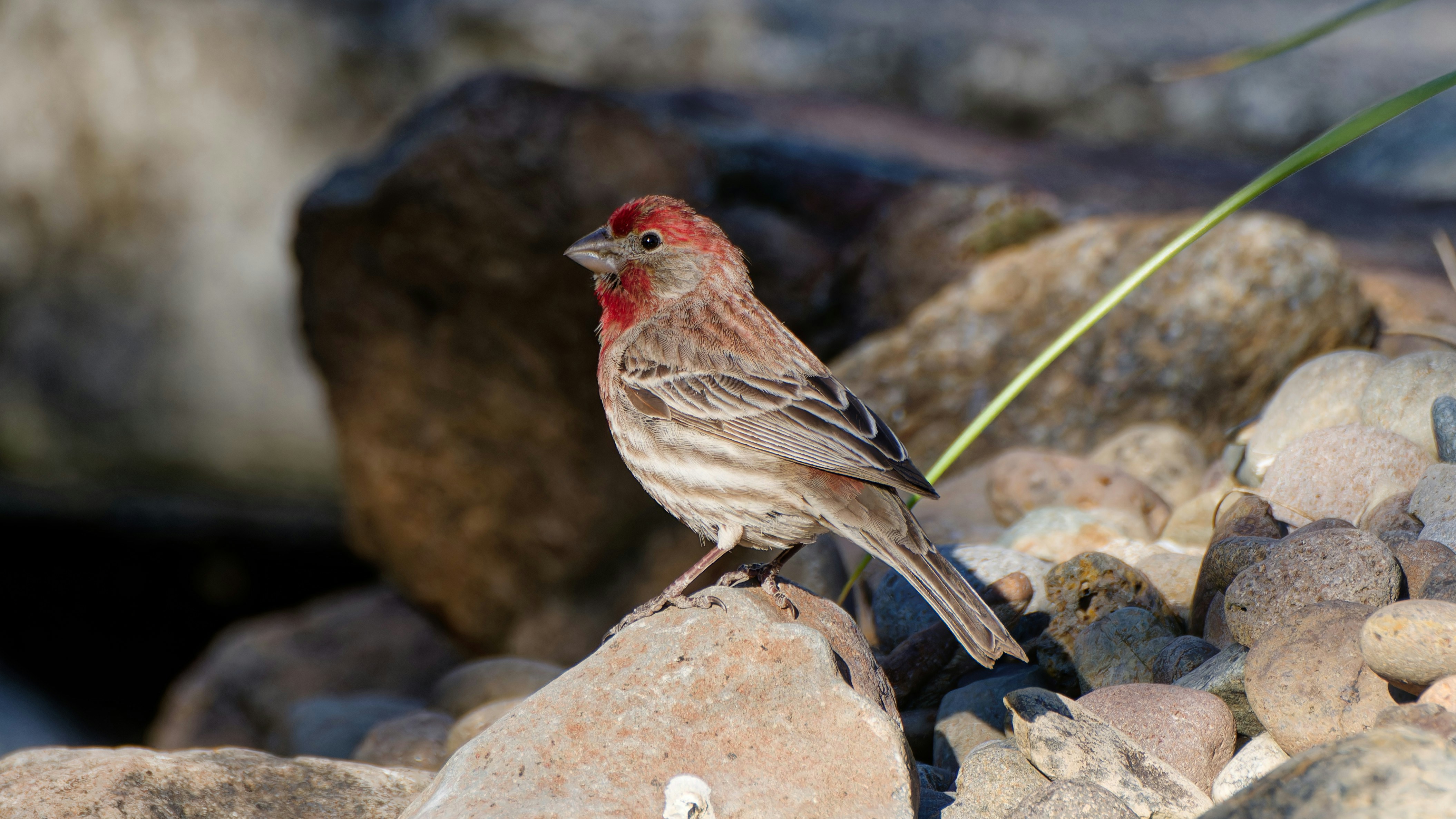 Photo by patrickbigelow_zoom_in