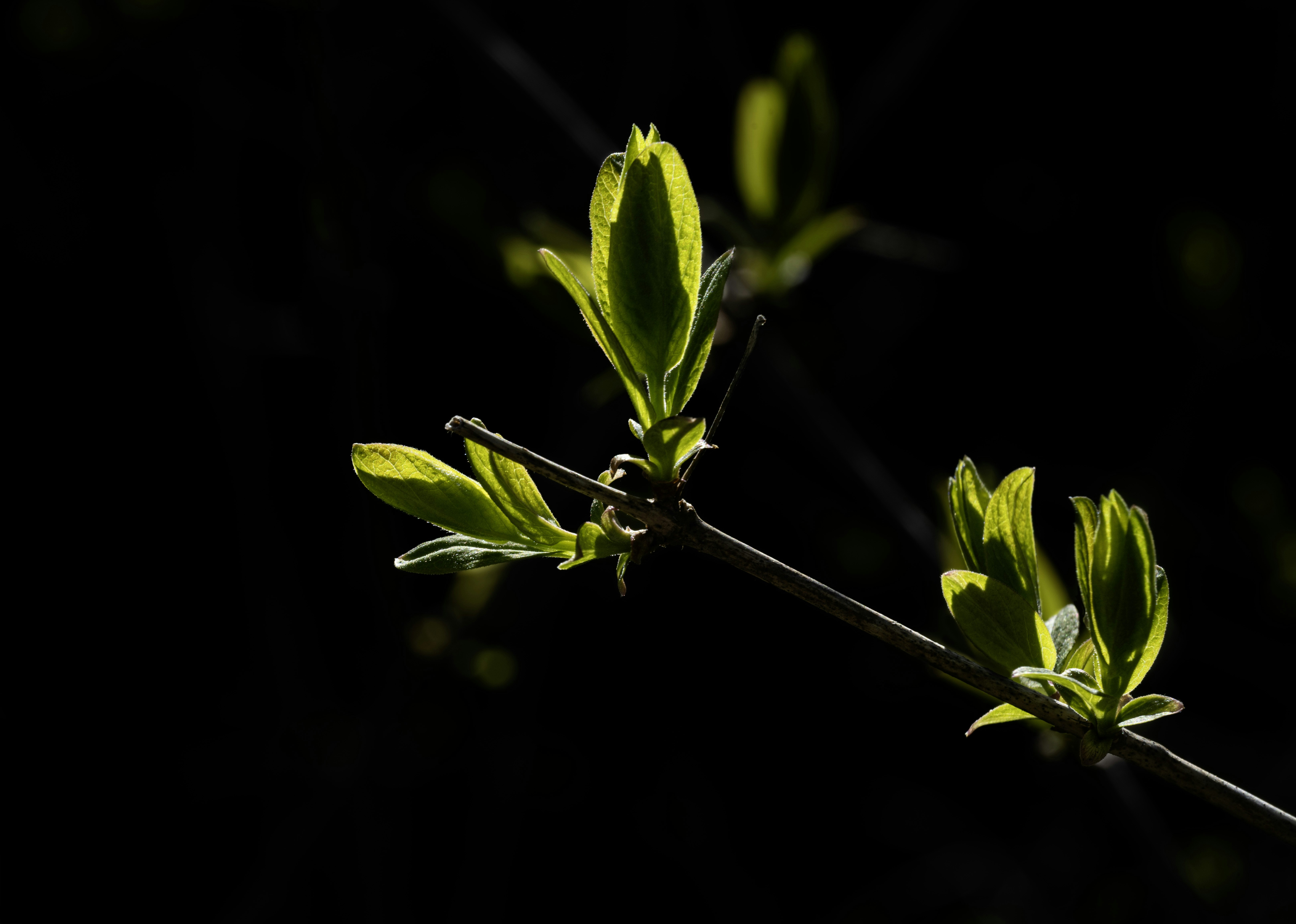 New green leaves emerge from a dark branch.