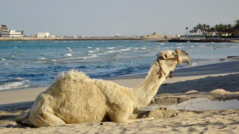 Camel relaxing on a sandy beach near the ocean.