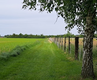 Grassy path and a fence lead into the distance.