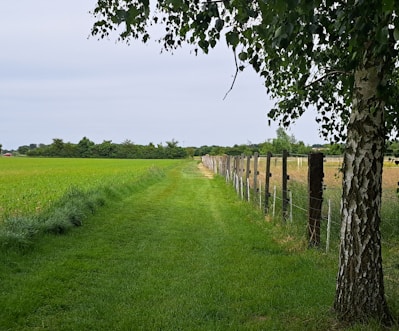 Grassy path and a fence lead into the distance.