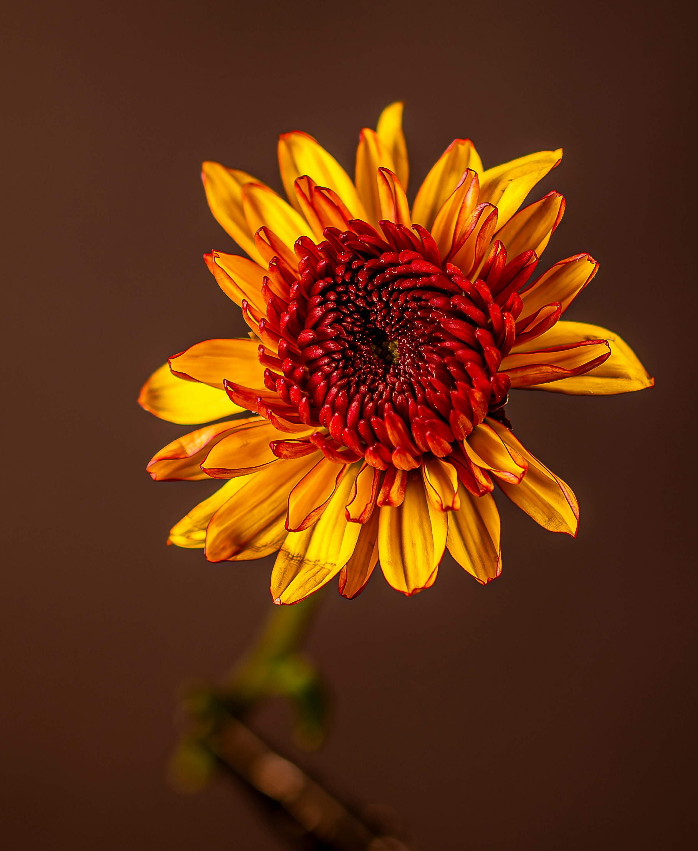 Photo by harishbhasky