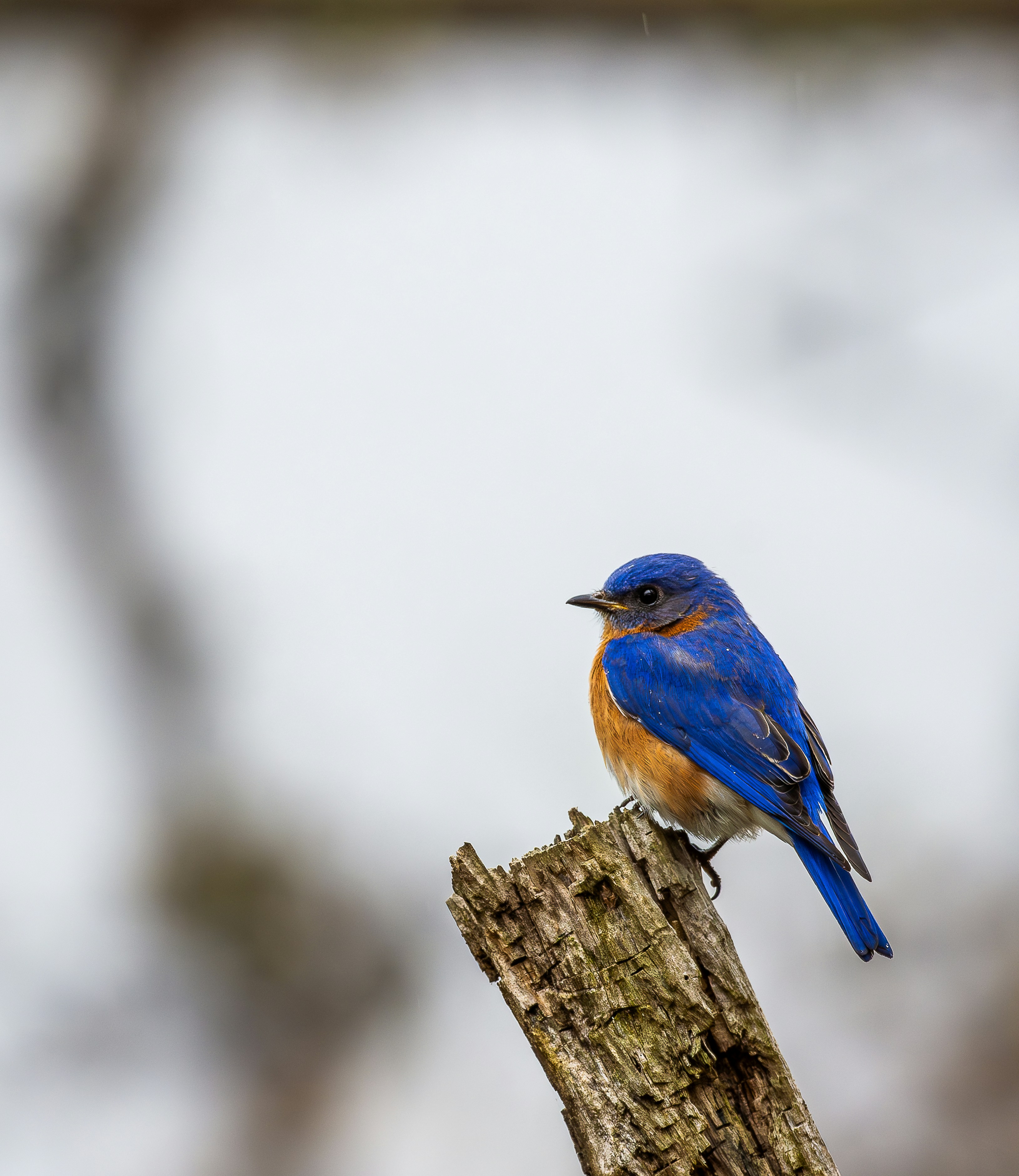 Photo by harishbhasky