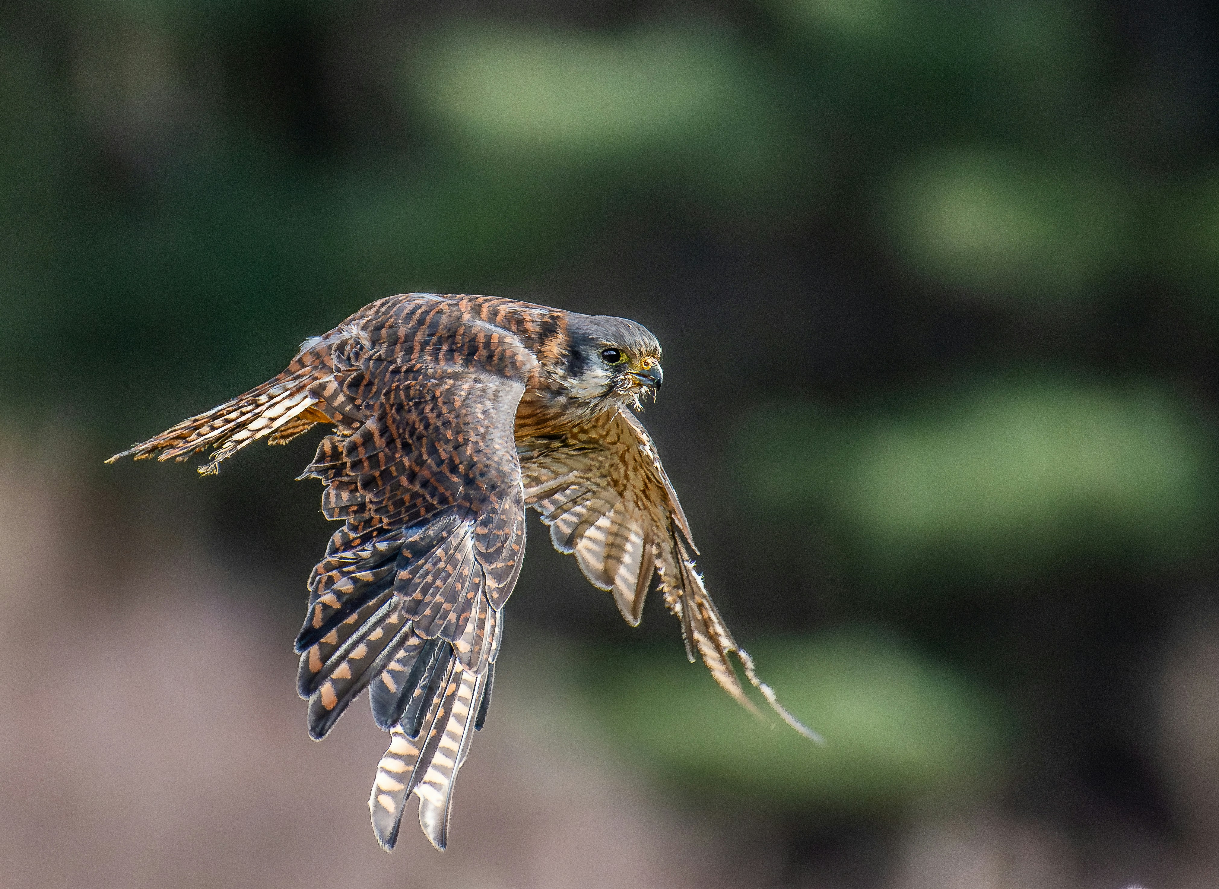 Photo by harishbhasky