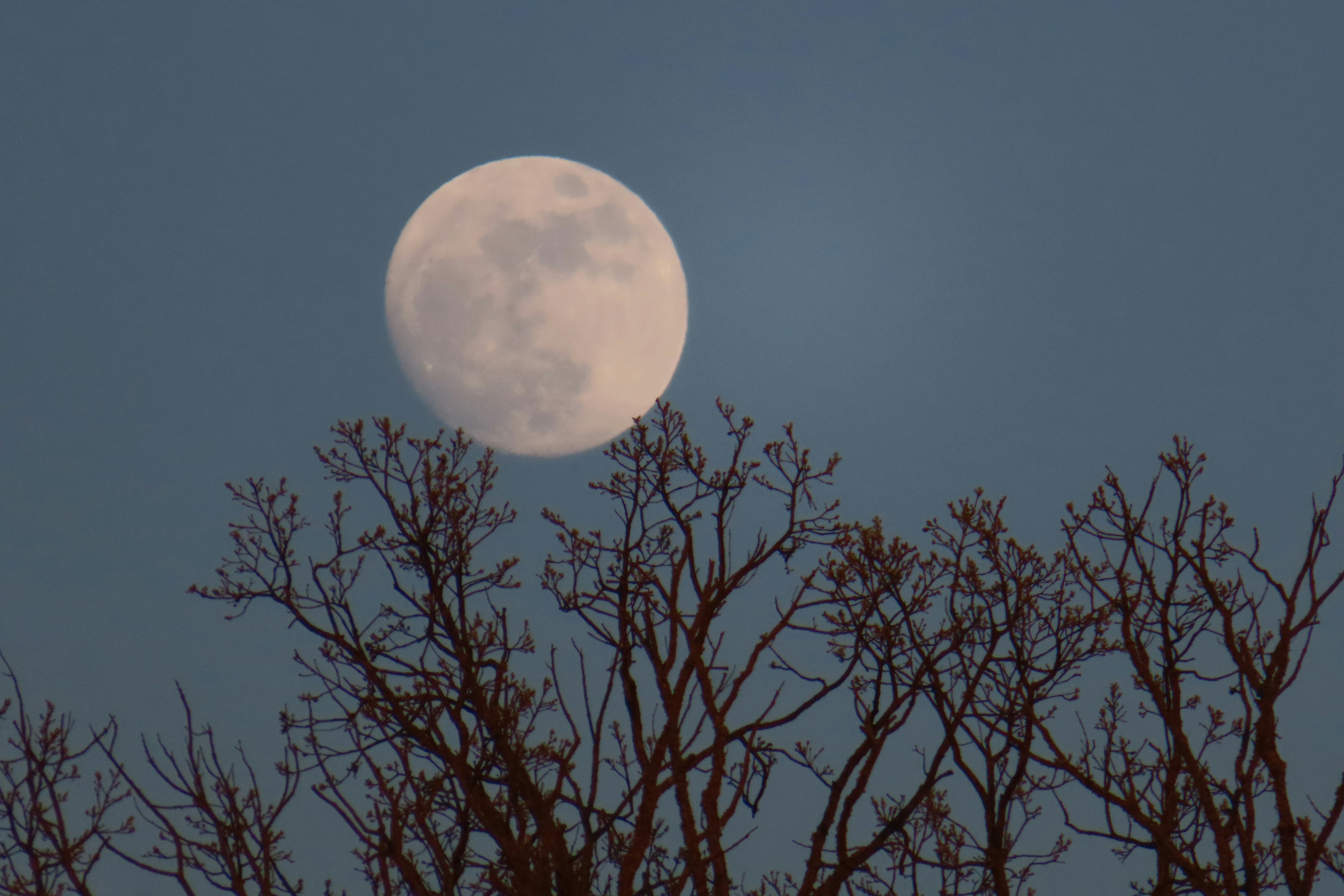 The moon shines above tree branches.